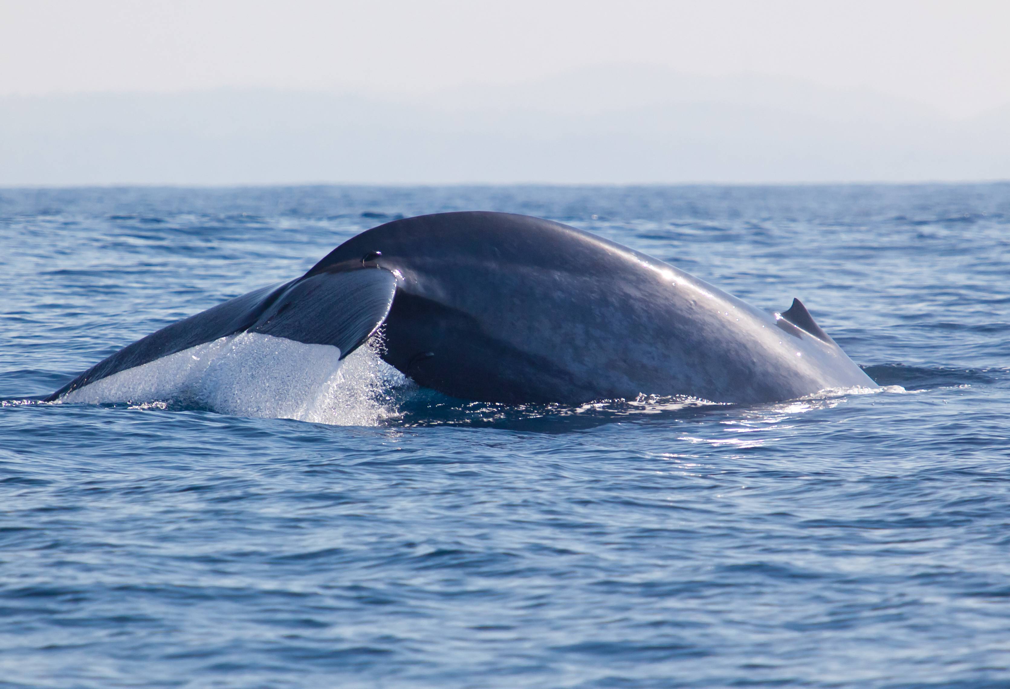 Walvis in Mirissa in Sri Lanka
