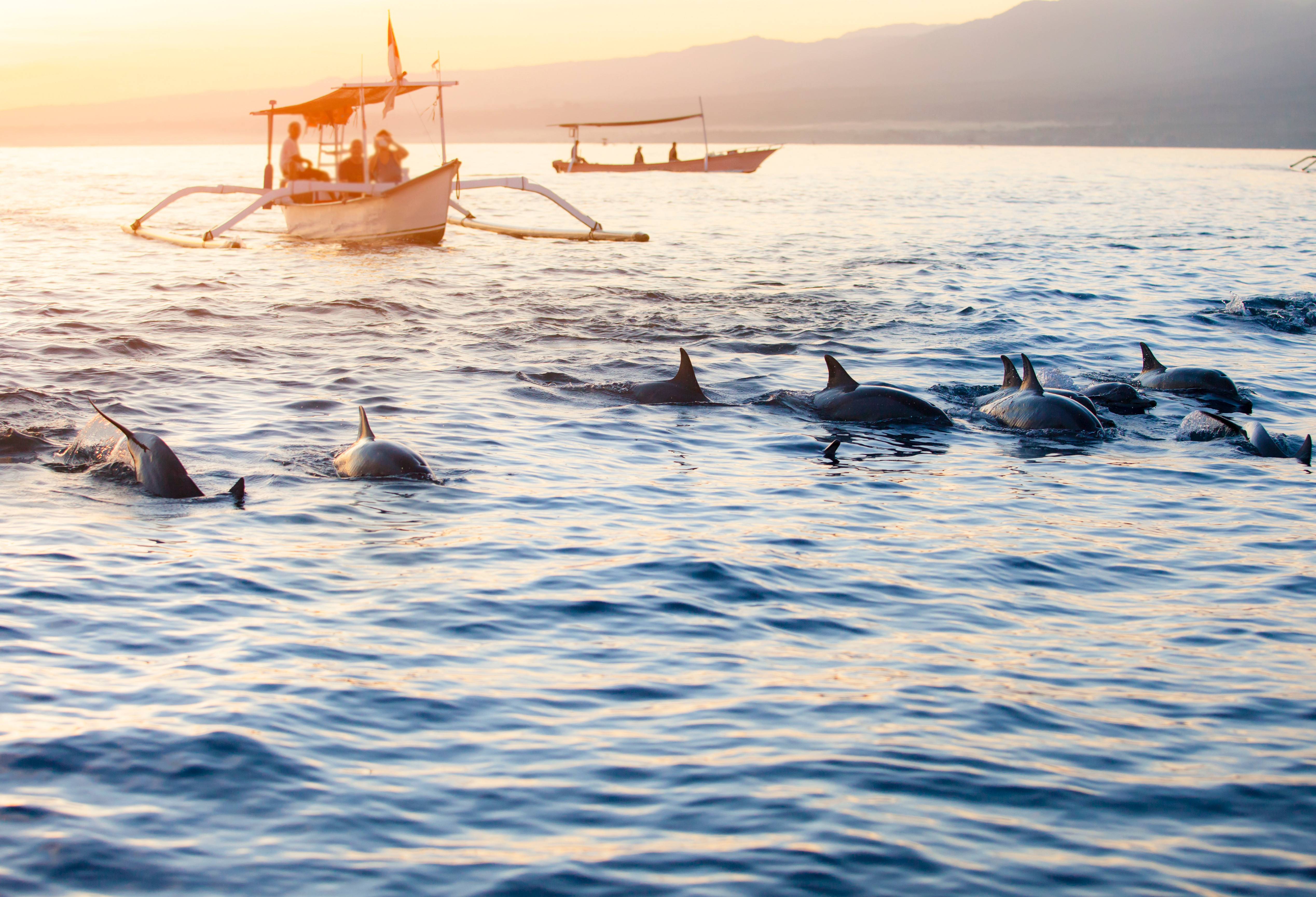 Lovina Dolfijnen safari