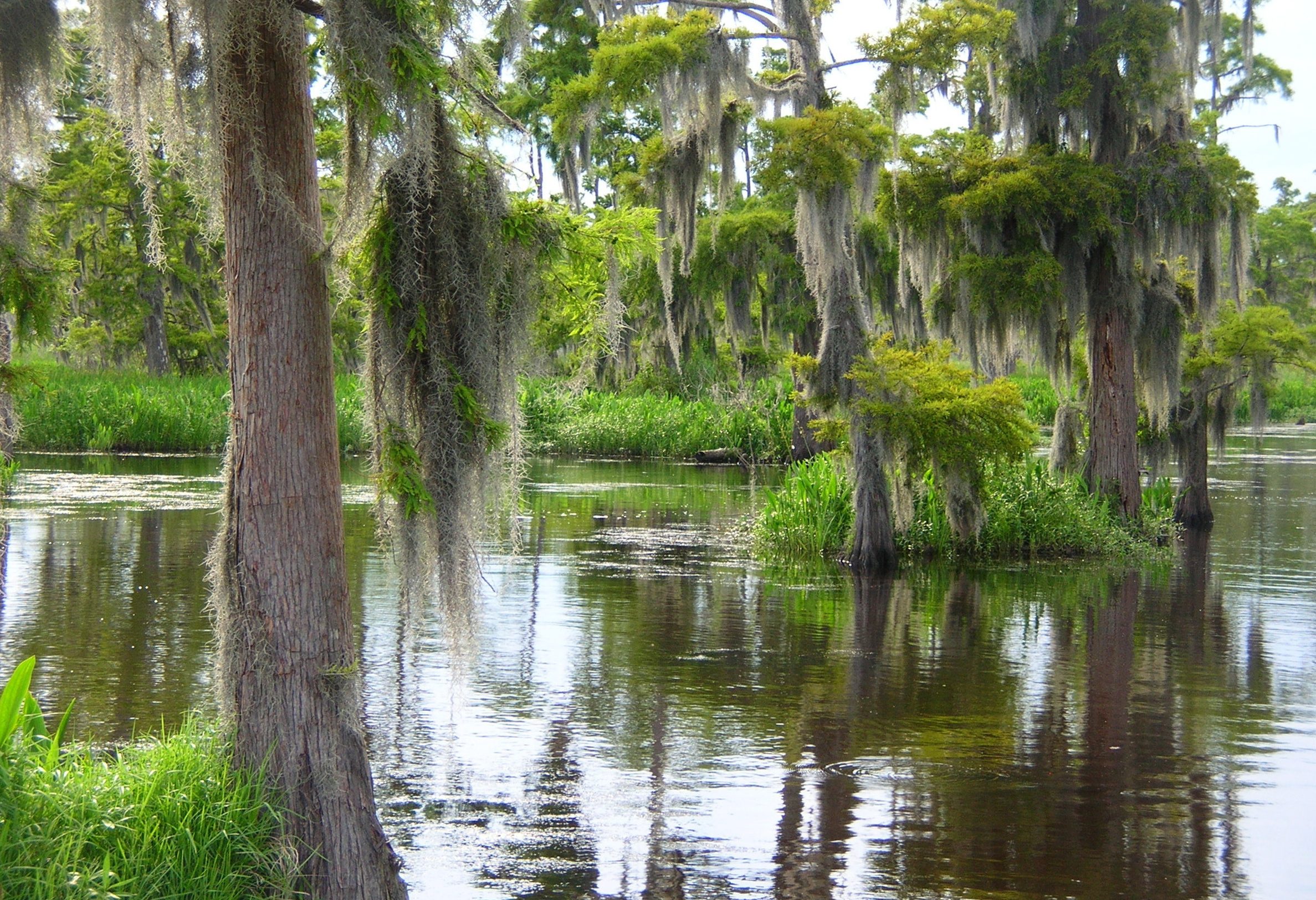 Swamps in New Orleans