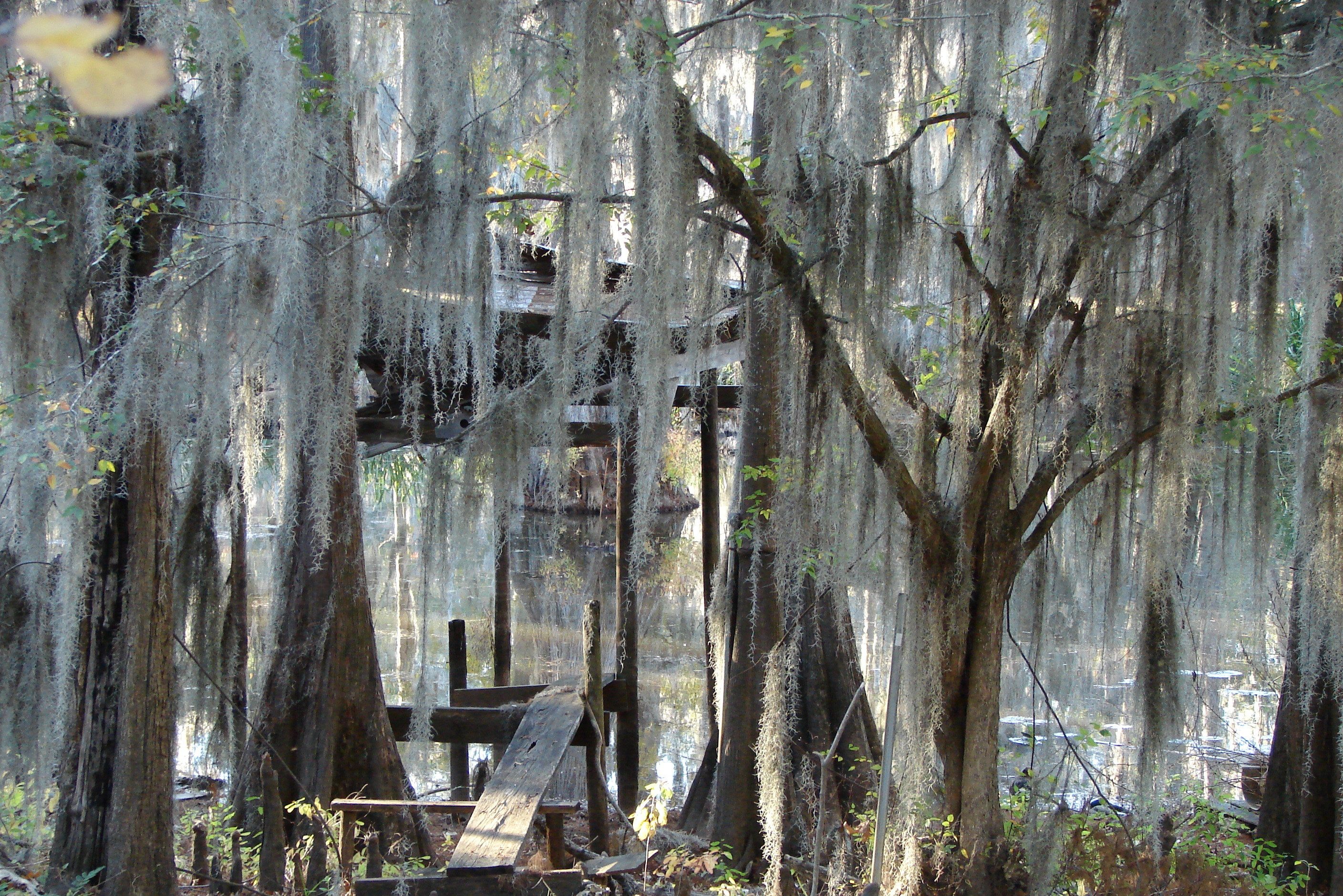 Bayou in Louisiana vlakbij New Orleans