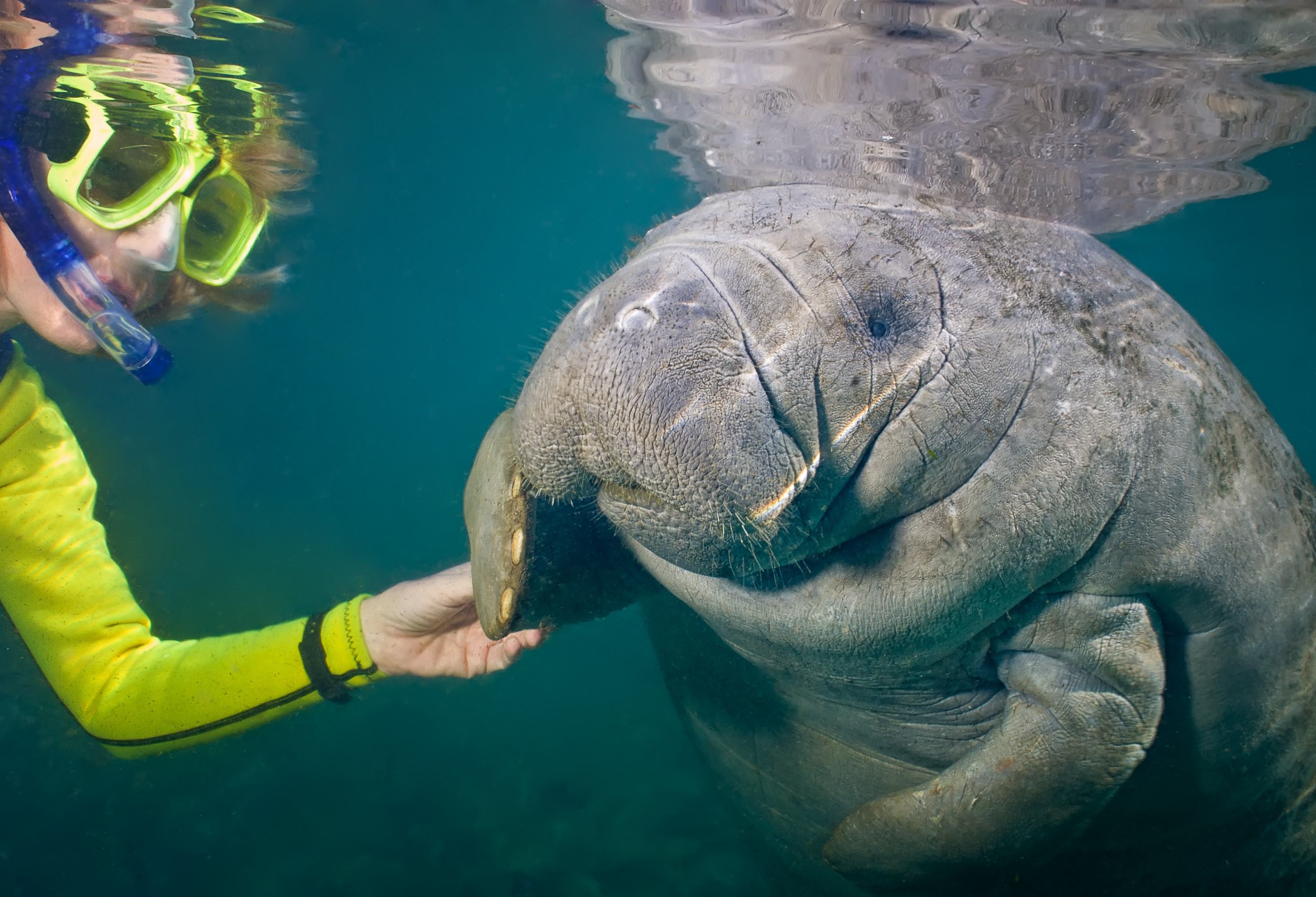 snorkelen met zeekoeien in florida amerika