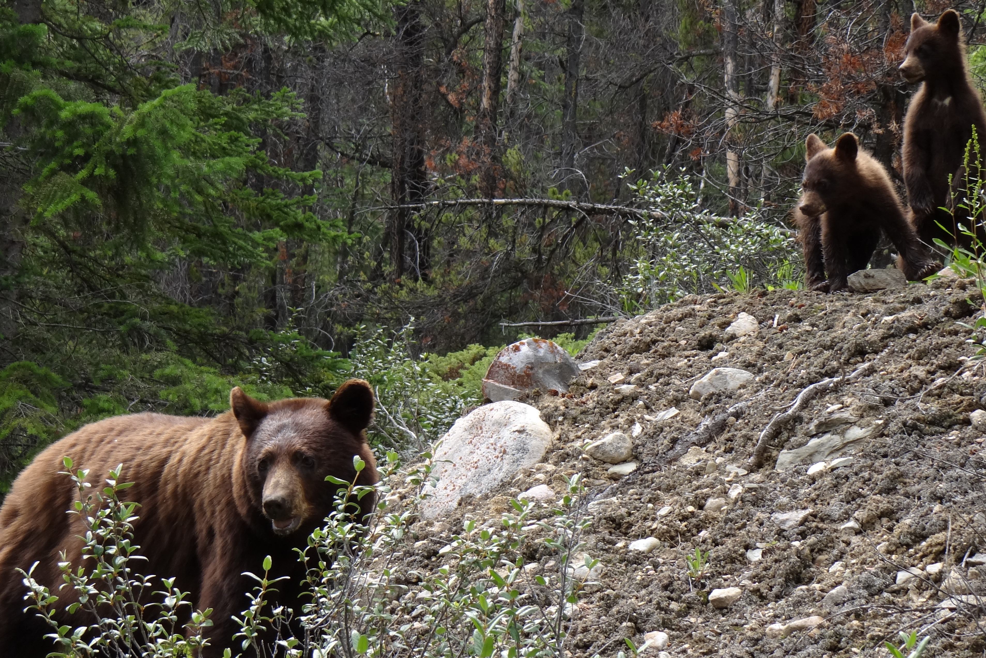 Zwarte beer met jongen in Jasper National Park