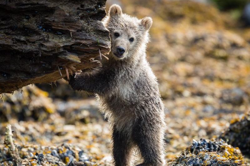 Grizzly beer jong Knight Inlet Lodge Canada