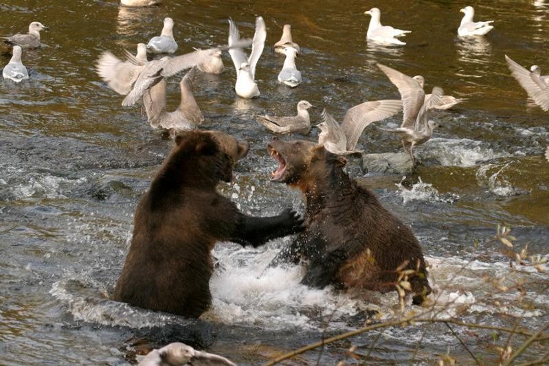 Grizzly beren Knight Inlet Lodge Canada