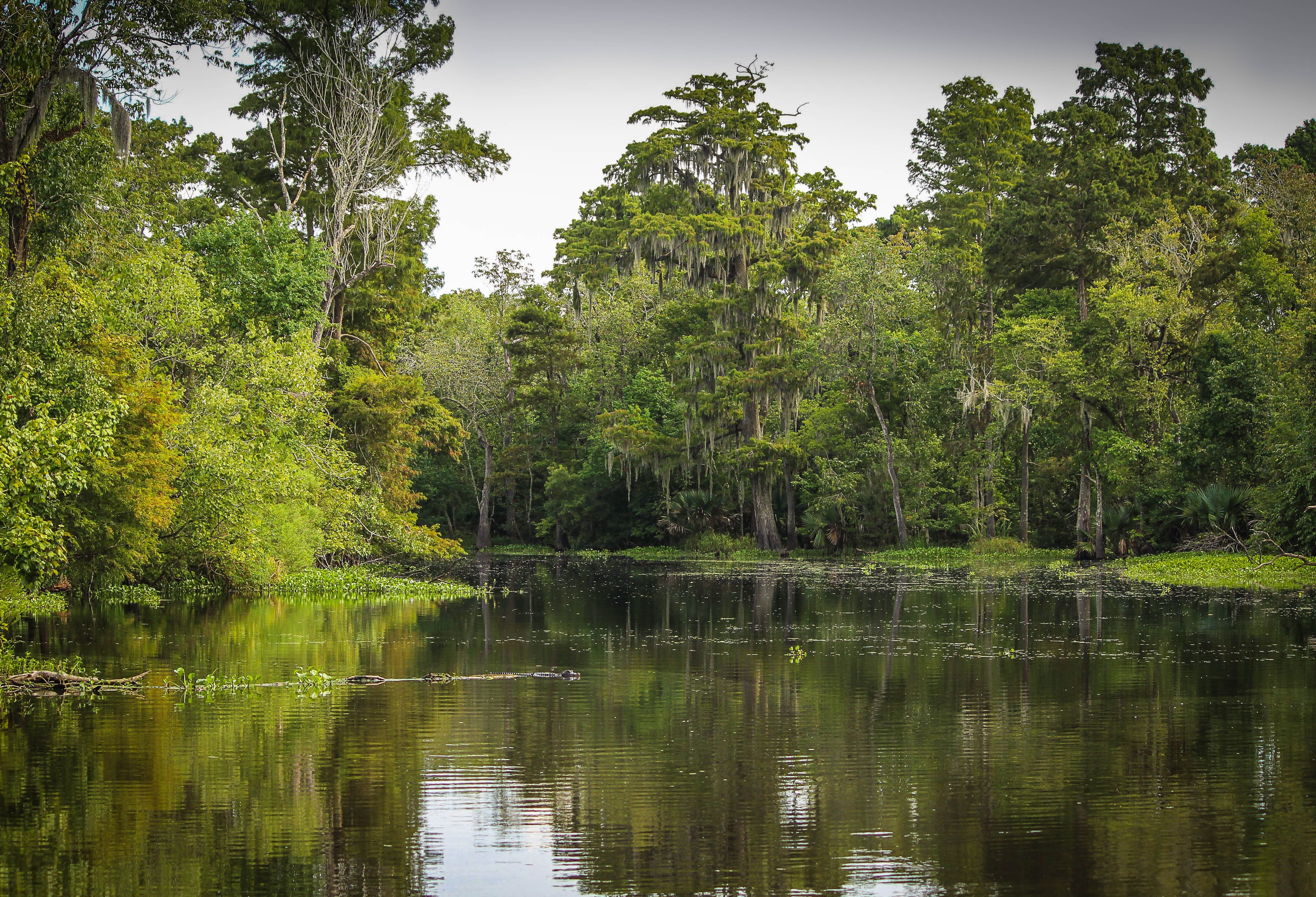 Swamps in New Orleans in Amerika