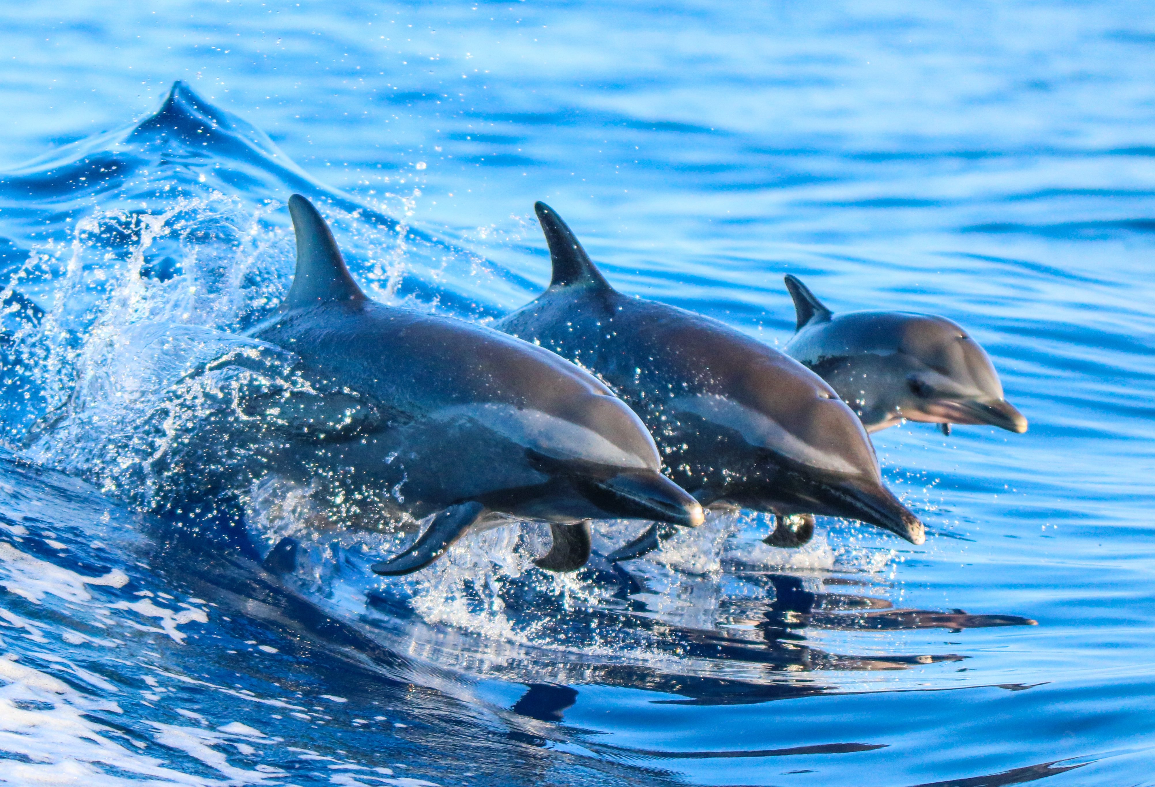 Dolfijnen bij Key West in Amerika