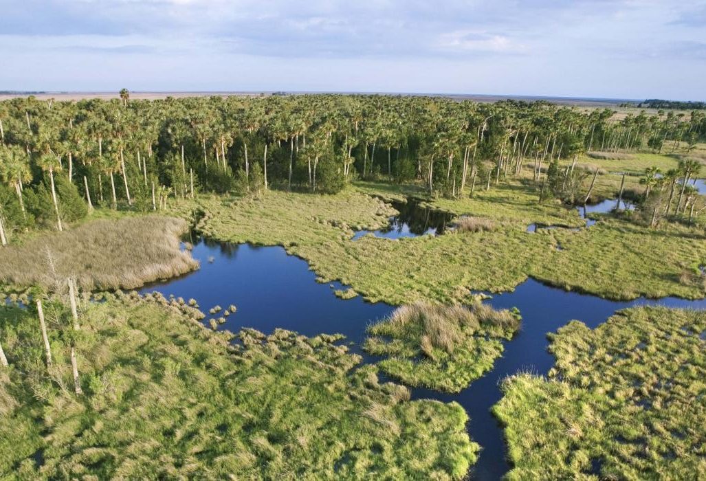 Everglades  in Florida