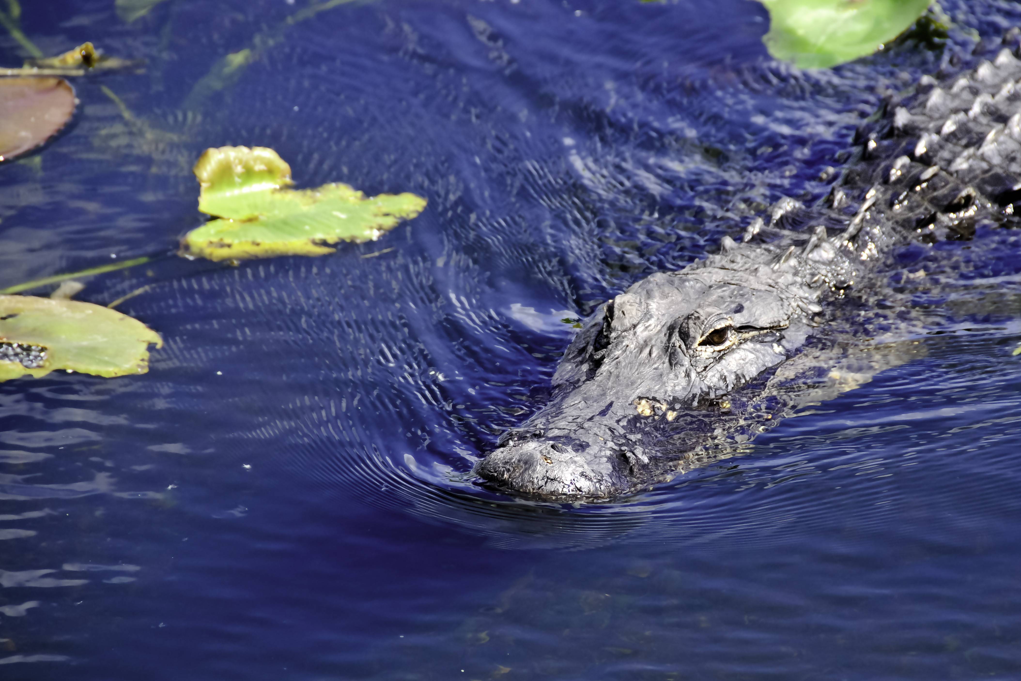 Alligator in de Everglades in Florida