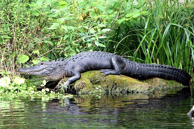 Alligator in de Everglades