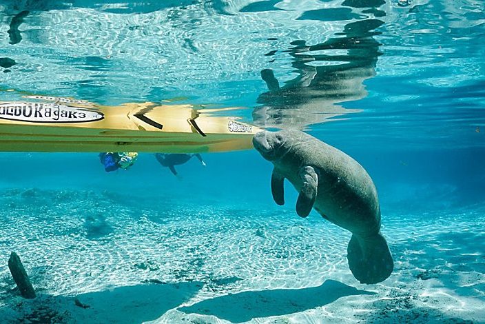 Zeekoe bij Crystal River in Florida Amerika