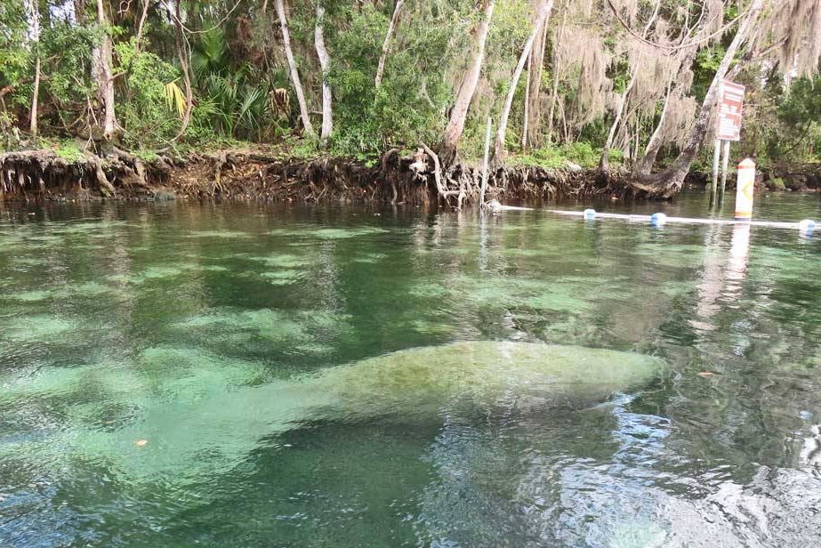 Zeekoeien bij Crystal River