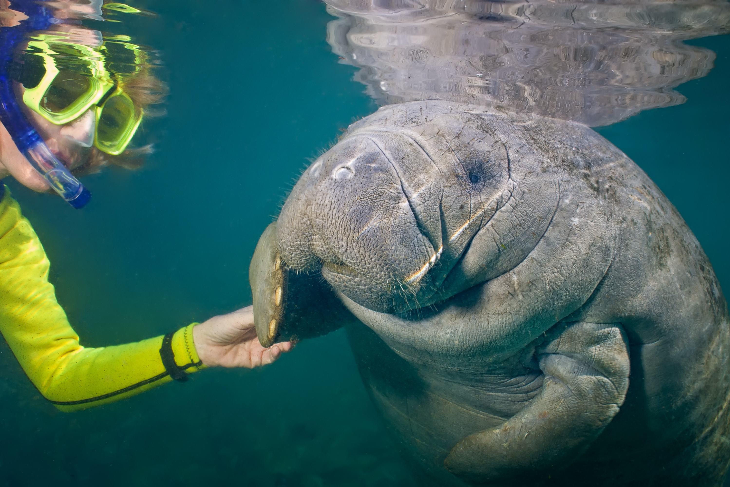 Snorkelen met zeekoeien bij Chrystal River in Florida