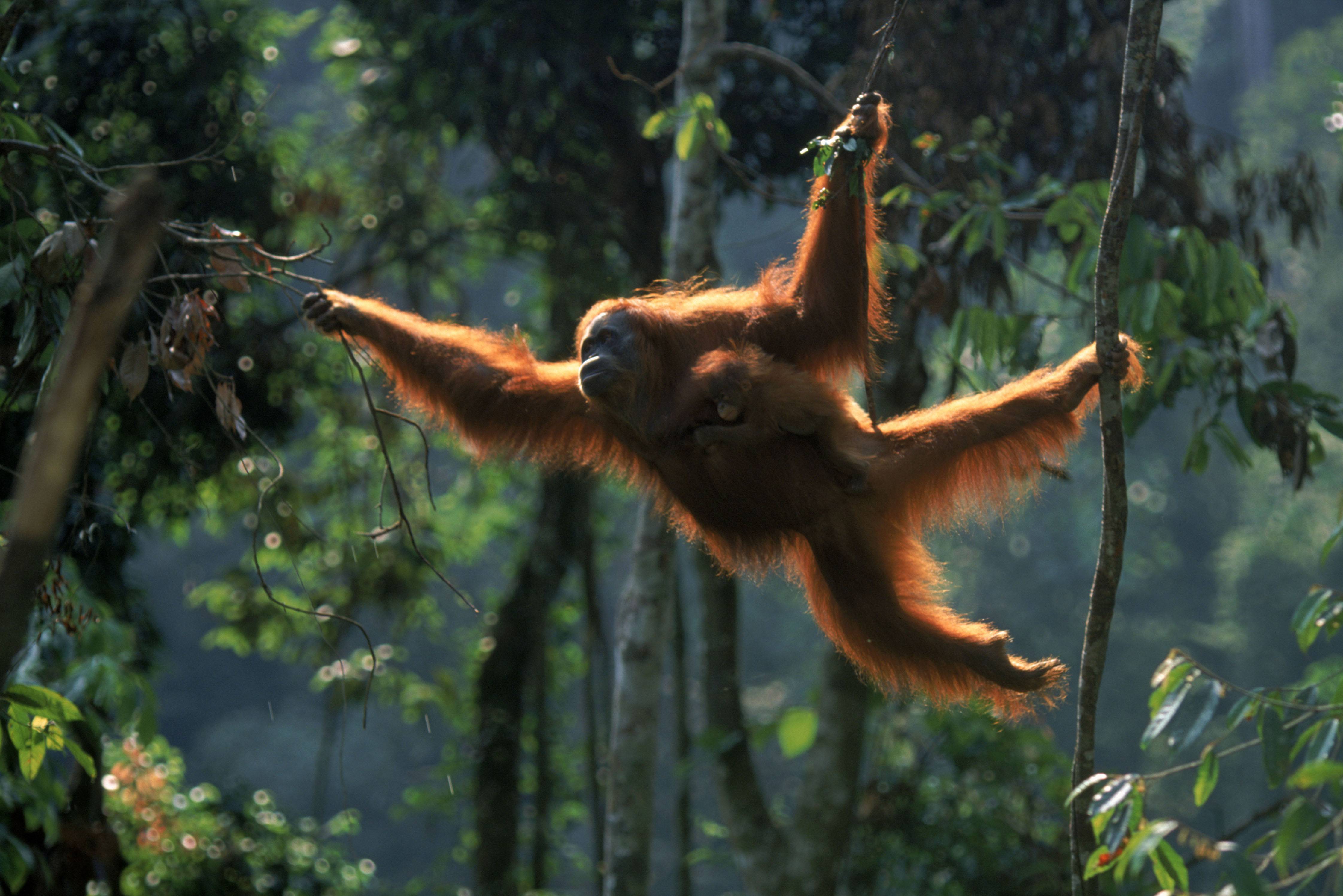 Orang-oetan op Sumatra