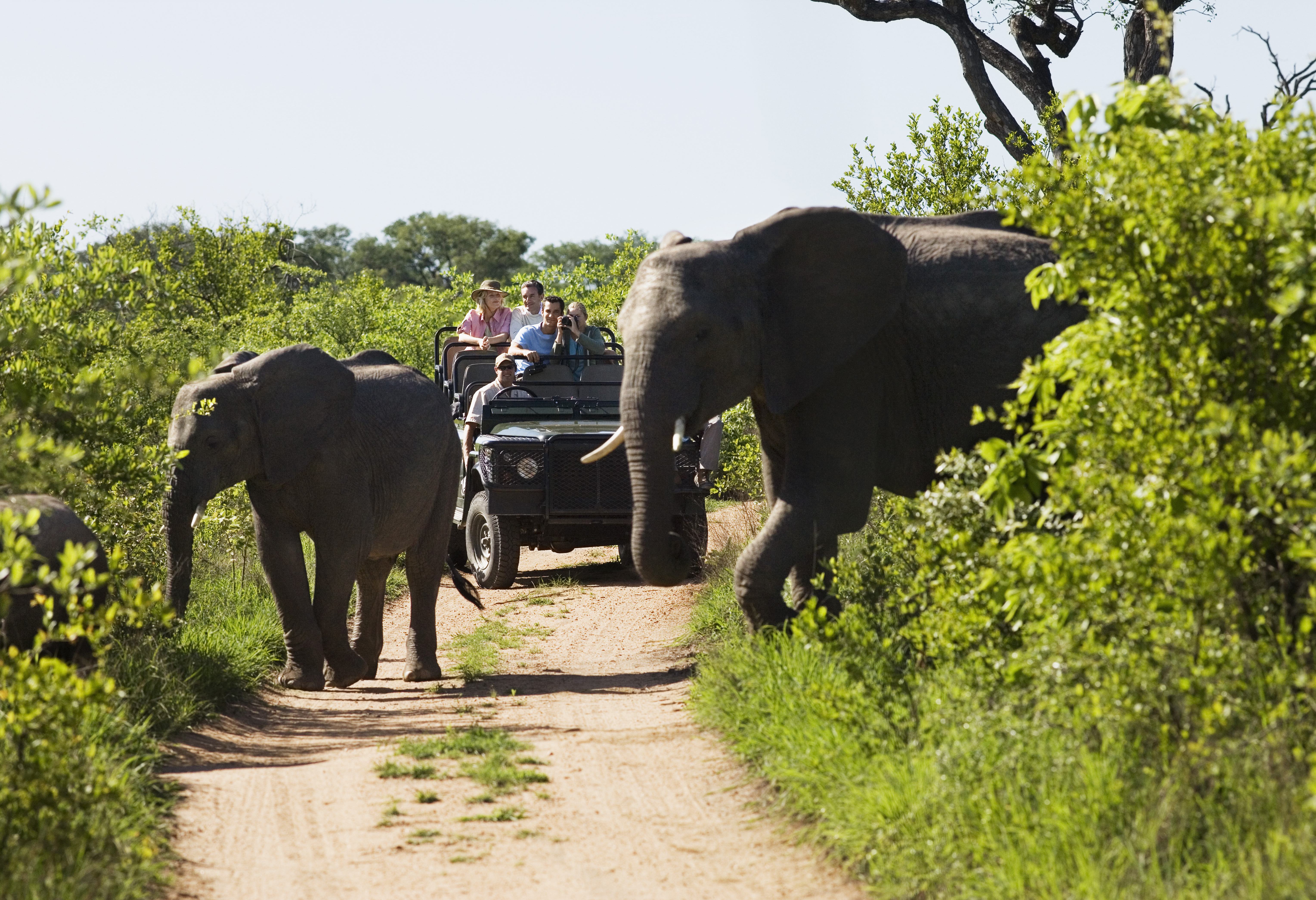 Game Drive in Kruger Zuid-Afrika