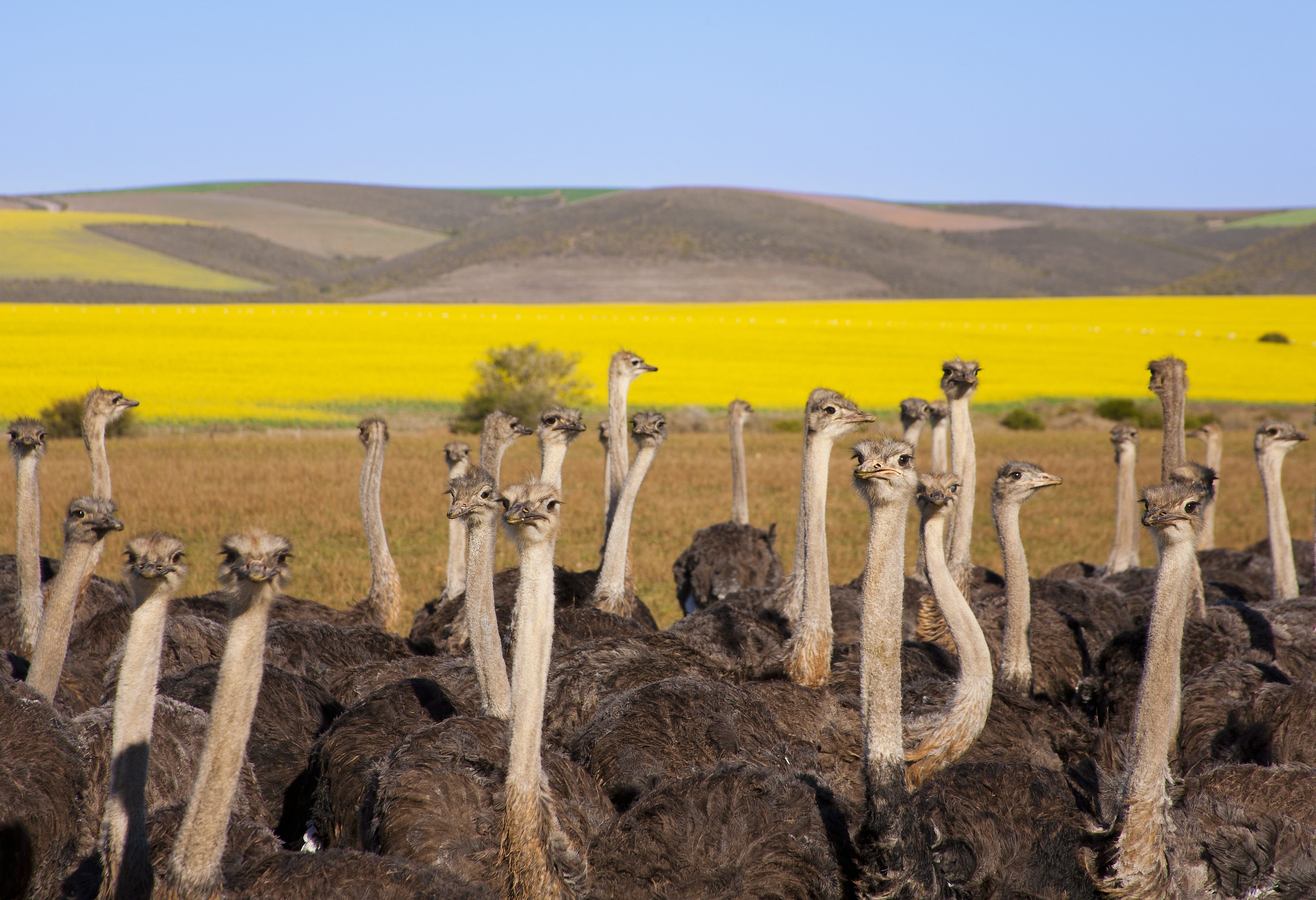 Struisvogels in Oudtshoorn in Zuid-Afrika