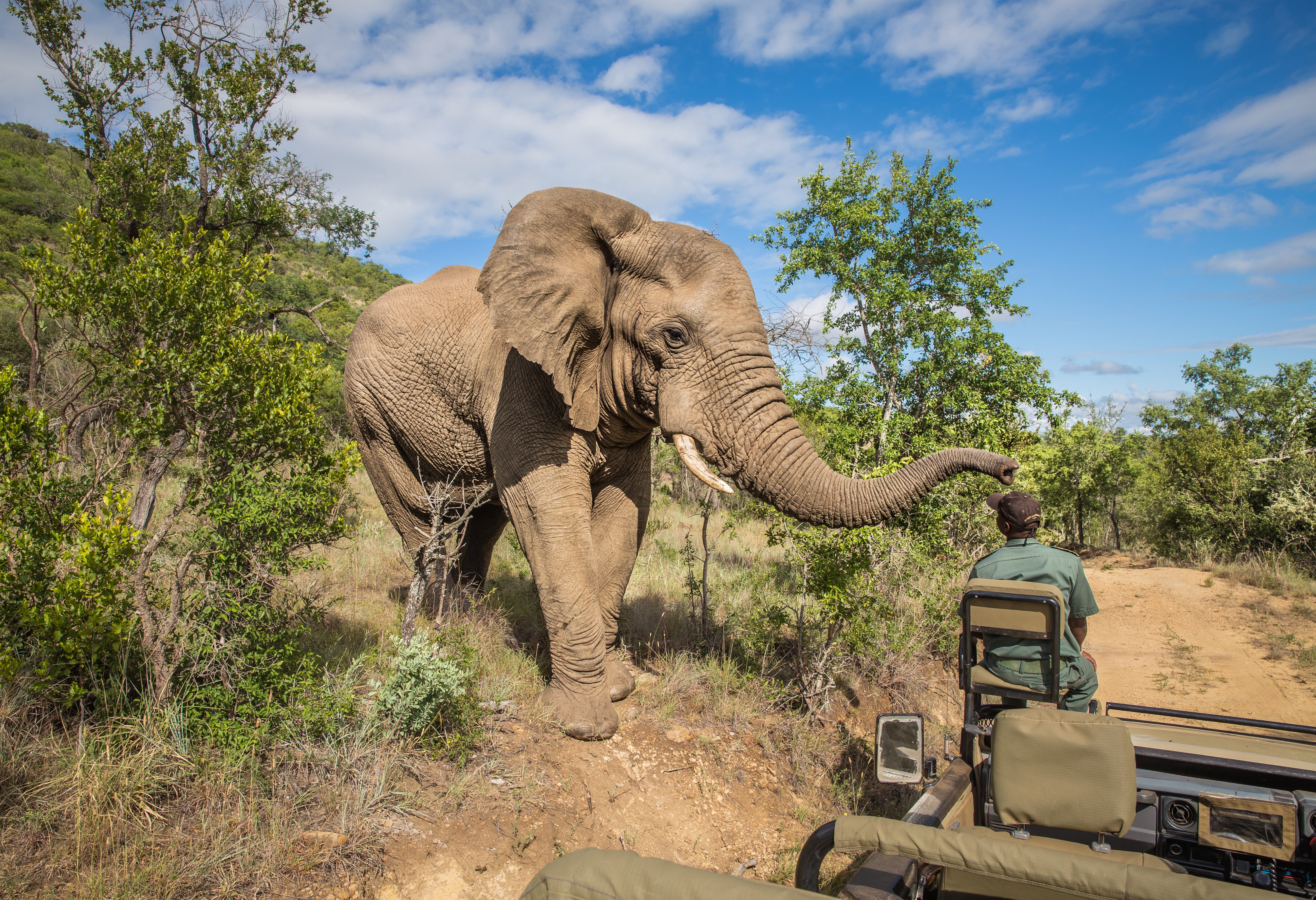 Olifant tijdens game drive Kruger in Zuid-Afrika