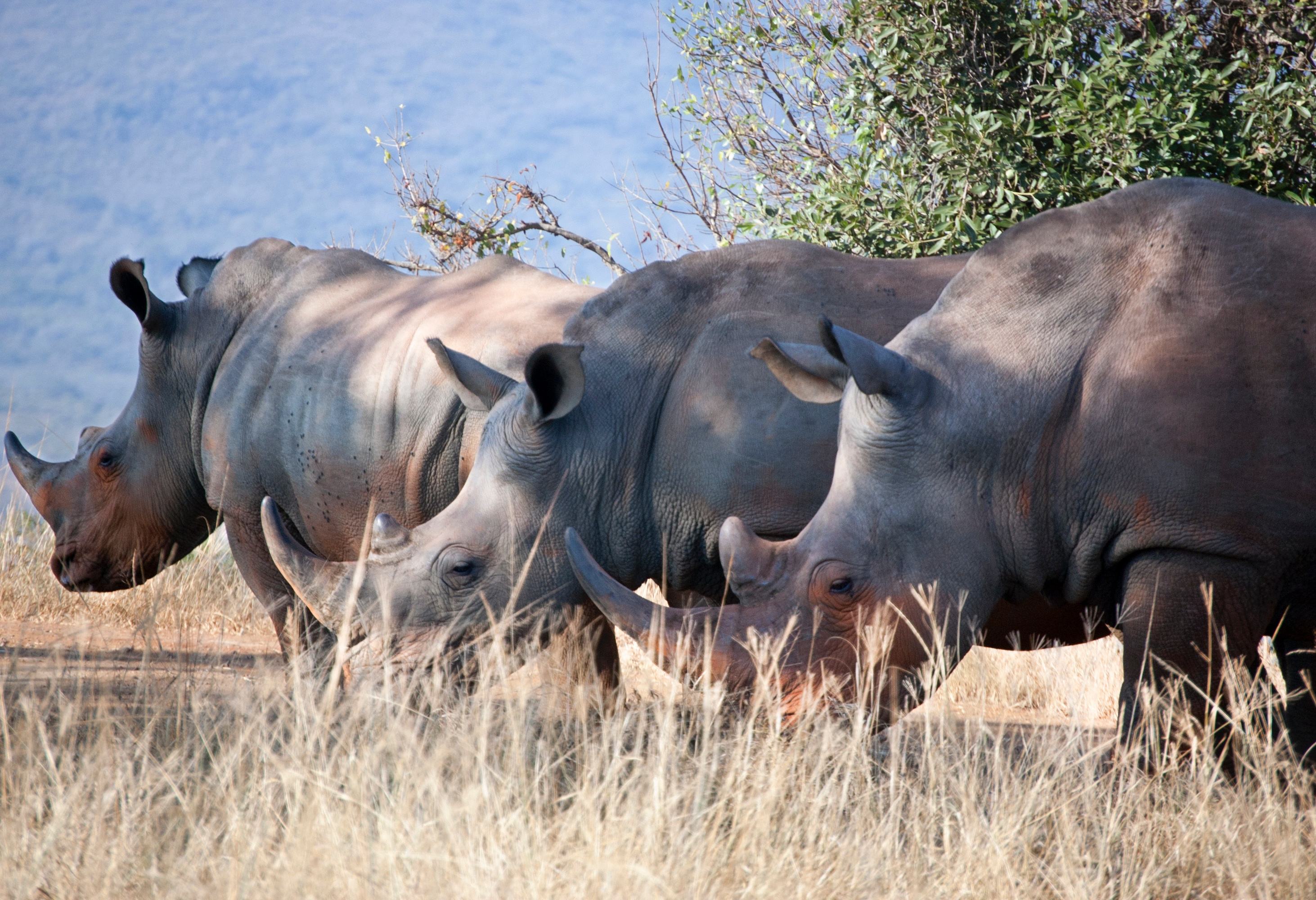 Neushoorns in Hluhluwe National Park