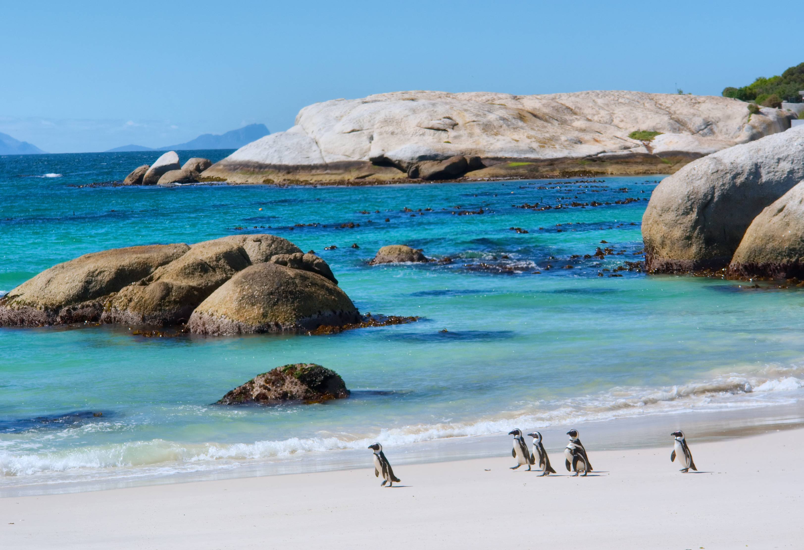 Pinguins bij Boulders Bay vlakbij Kaapstad