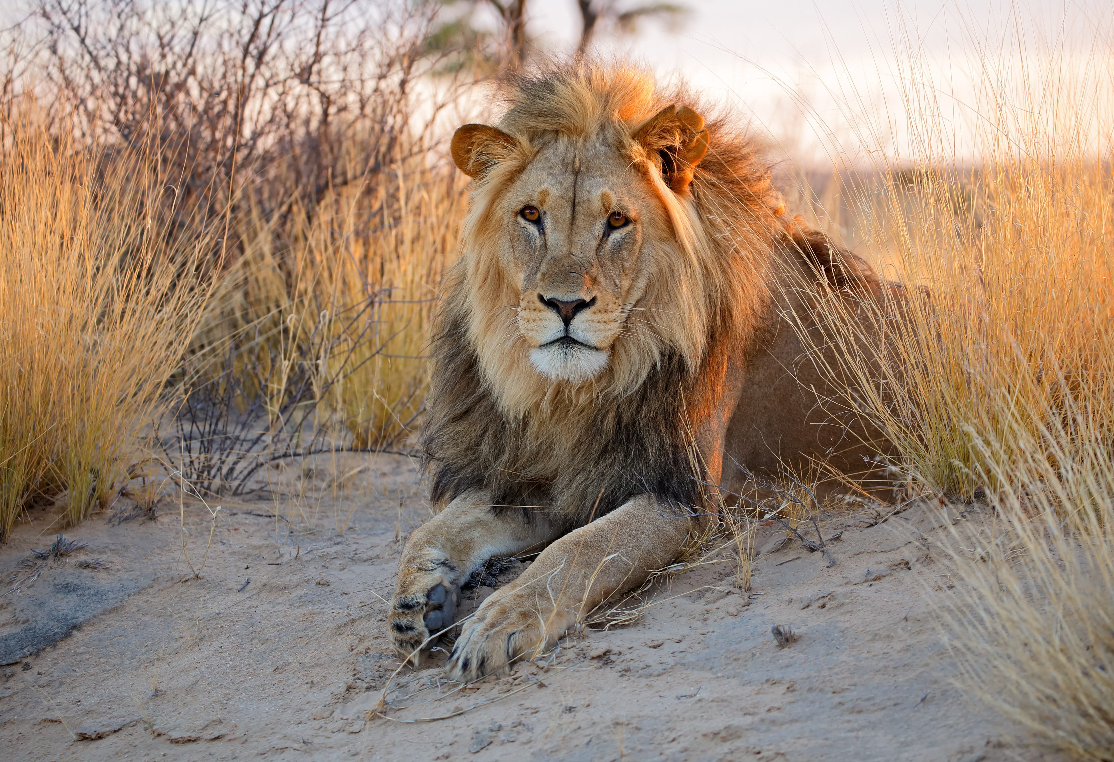 Leeuw in Timbavati in Zuid-Afrika