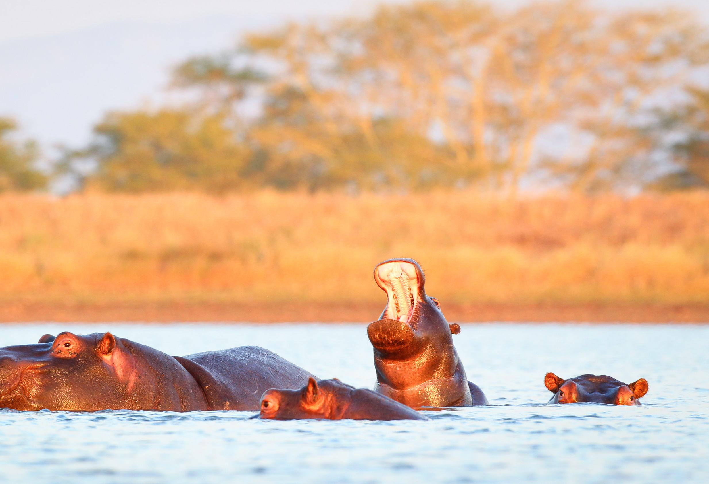 Nijlpaarden bij St. Lucia in Zuid-Afrika