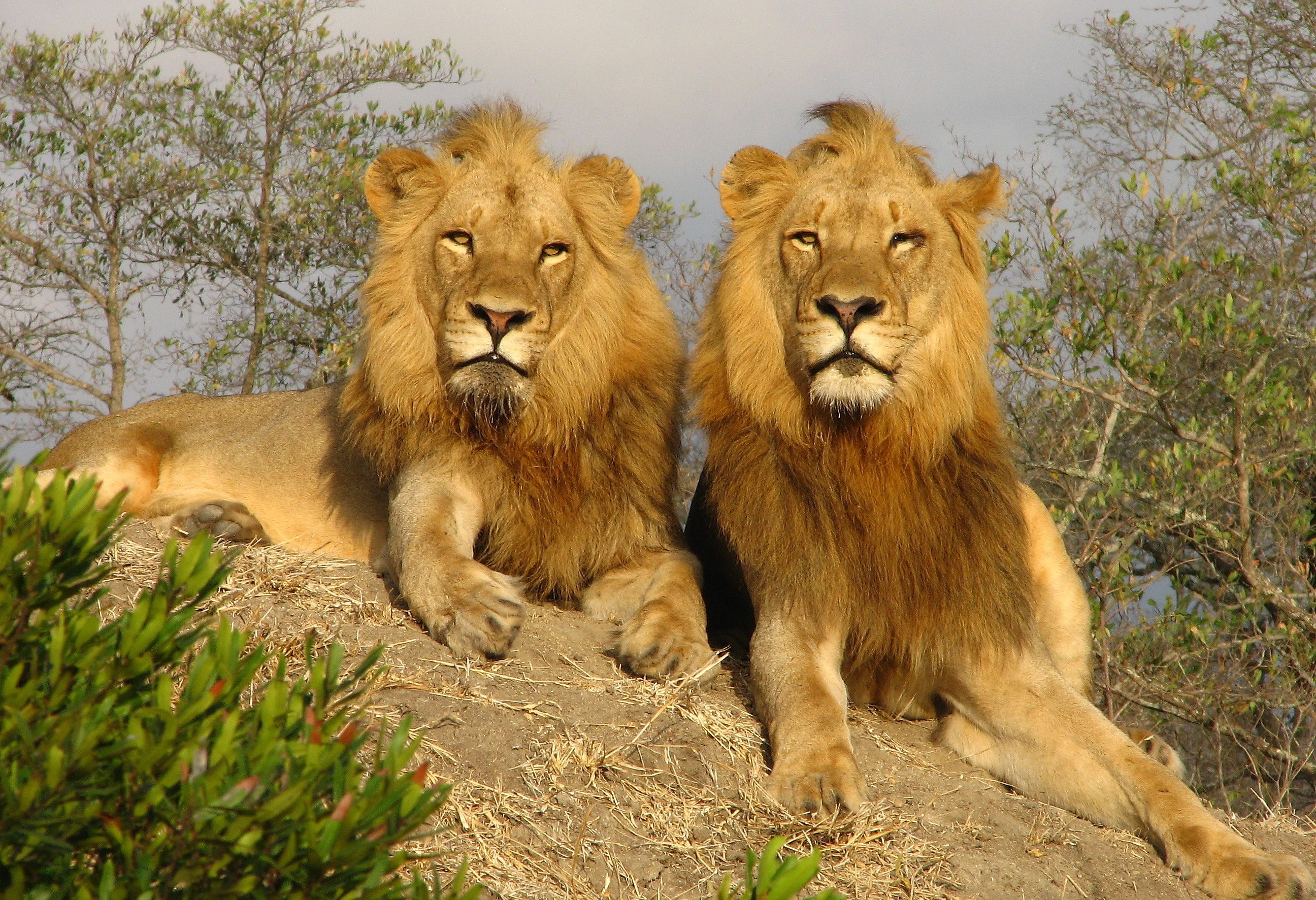 twee leeuwen in het Kruger in Zuid-Afrika