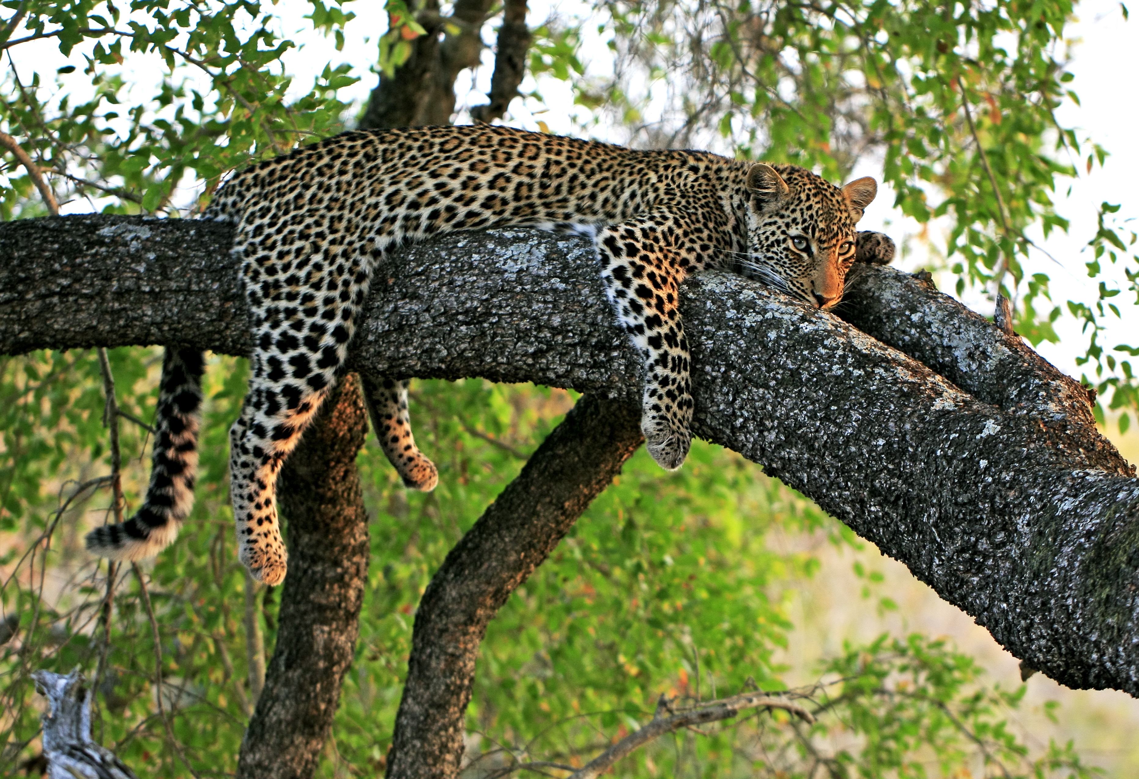 Een luipaard in de boom in het Kruger National Park