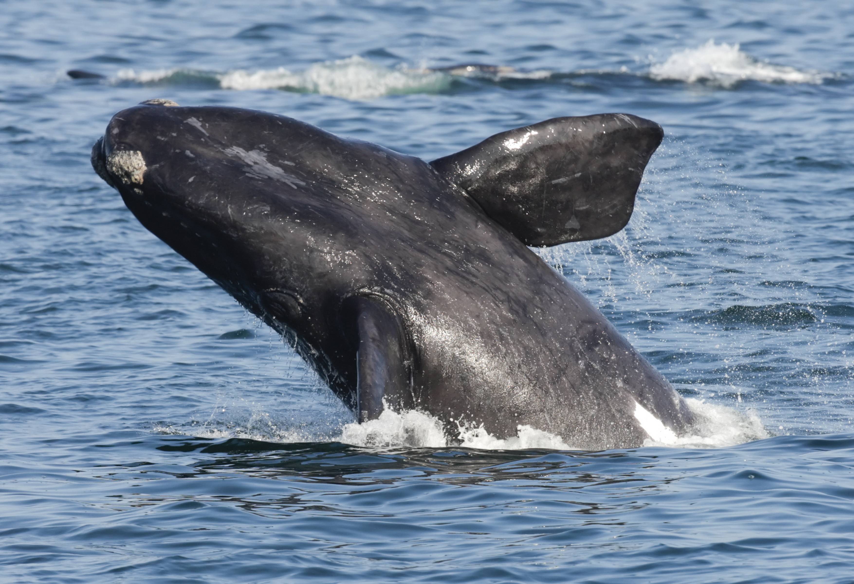 Walvis in Zuid-Afrika