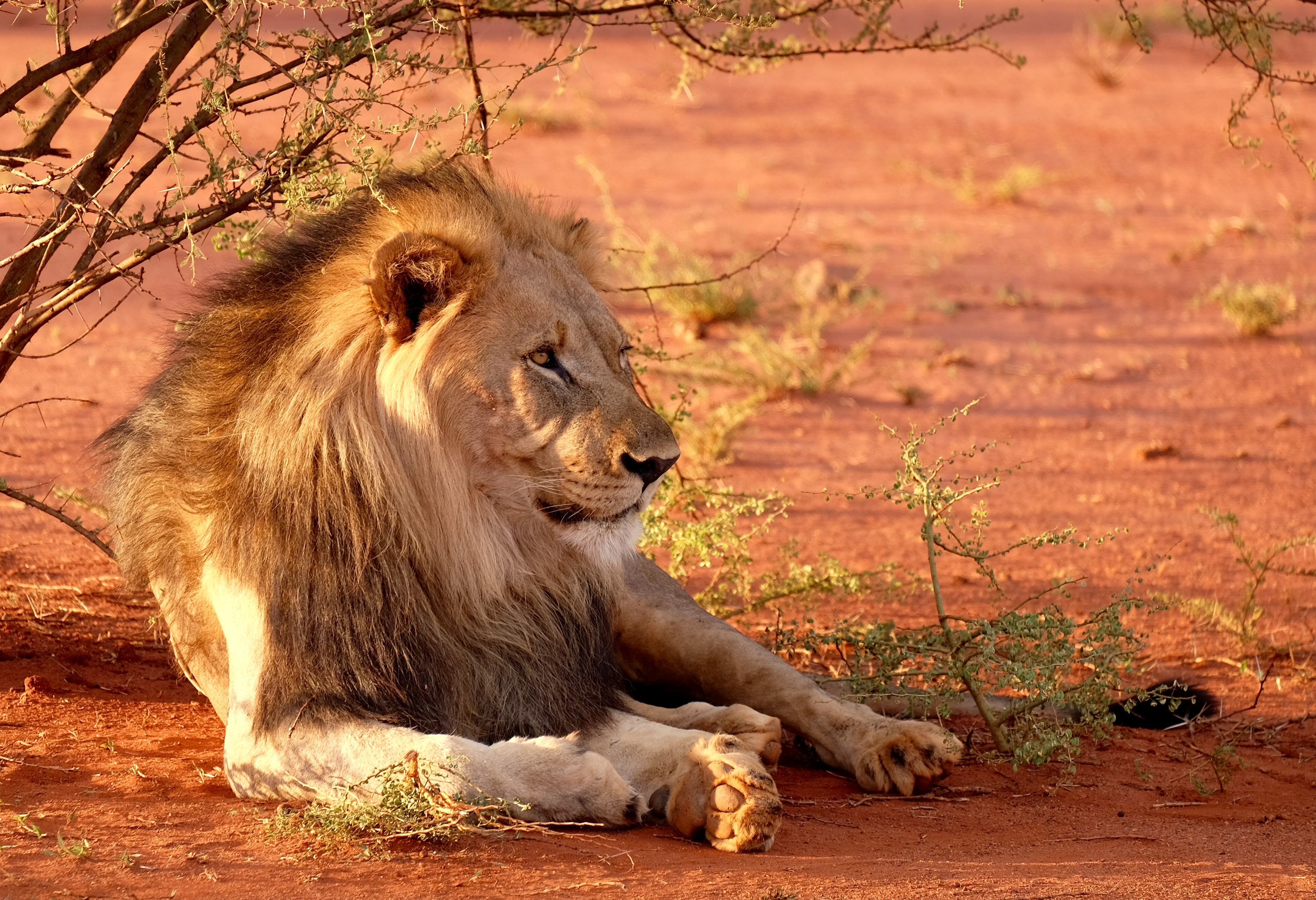 Leeuw in de Khalahari woestijn in Zuid-Afrika