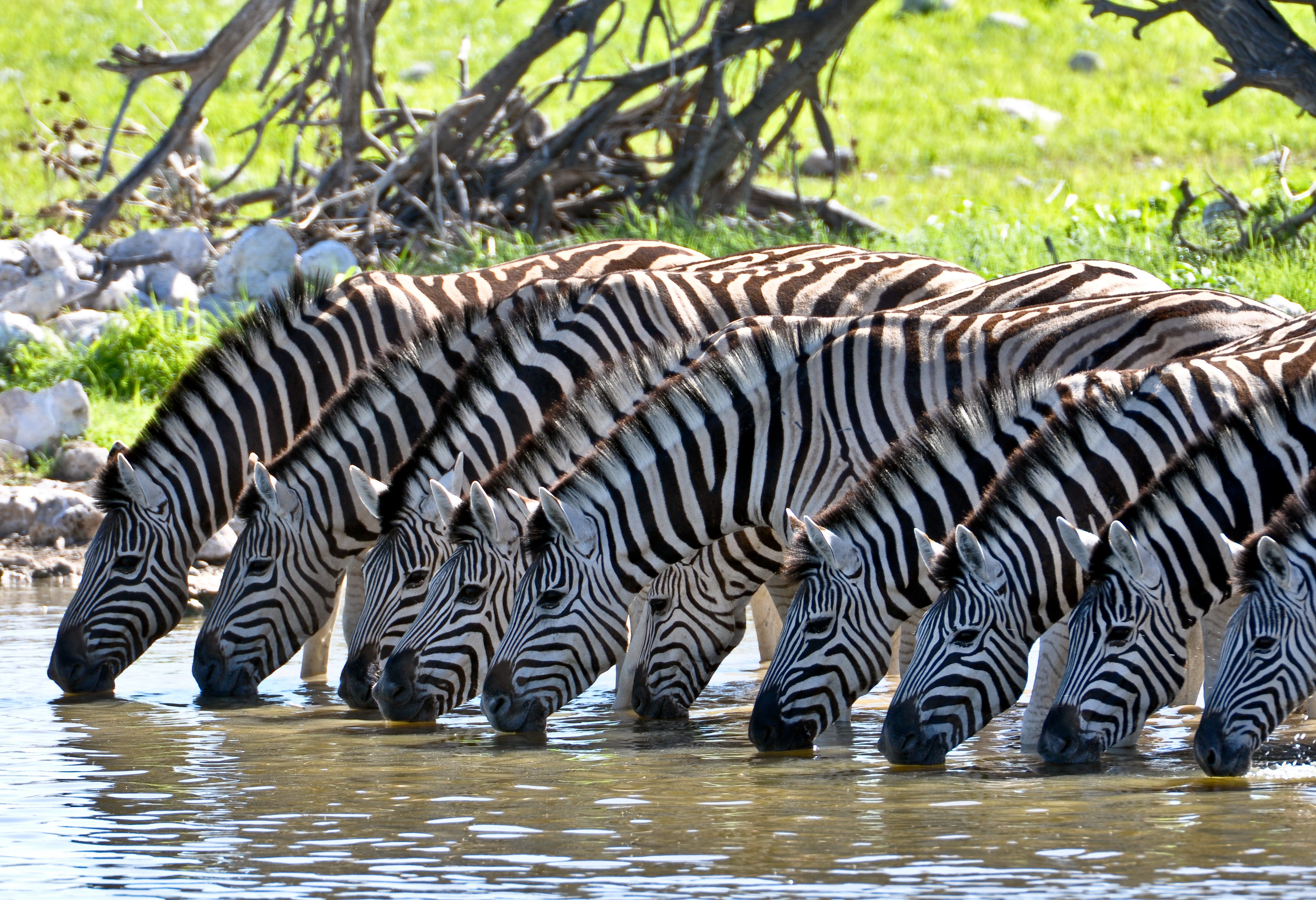 Zebra's bij waterhole in Zuid-Afrika