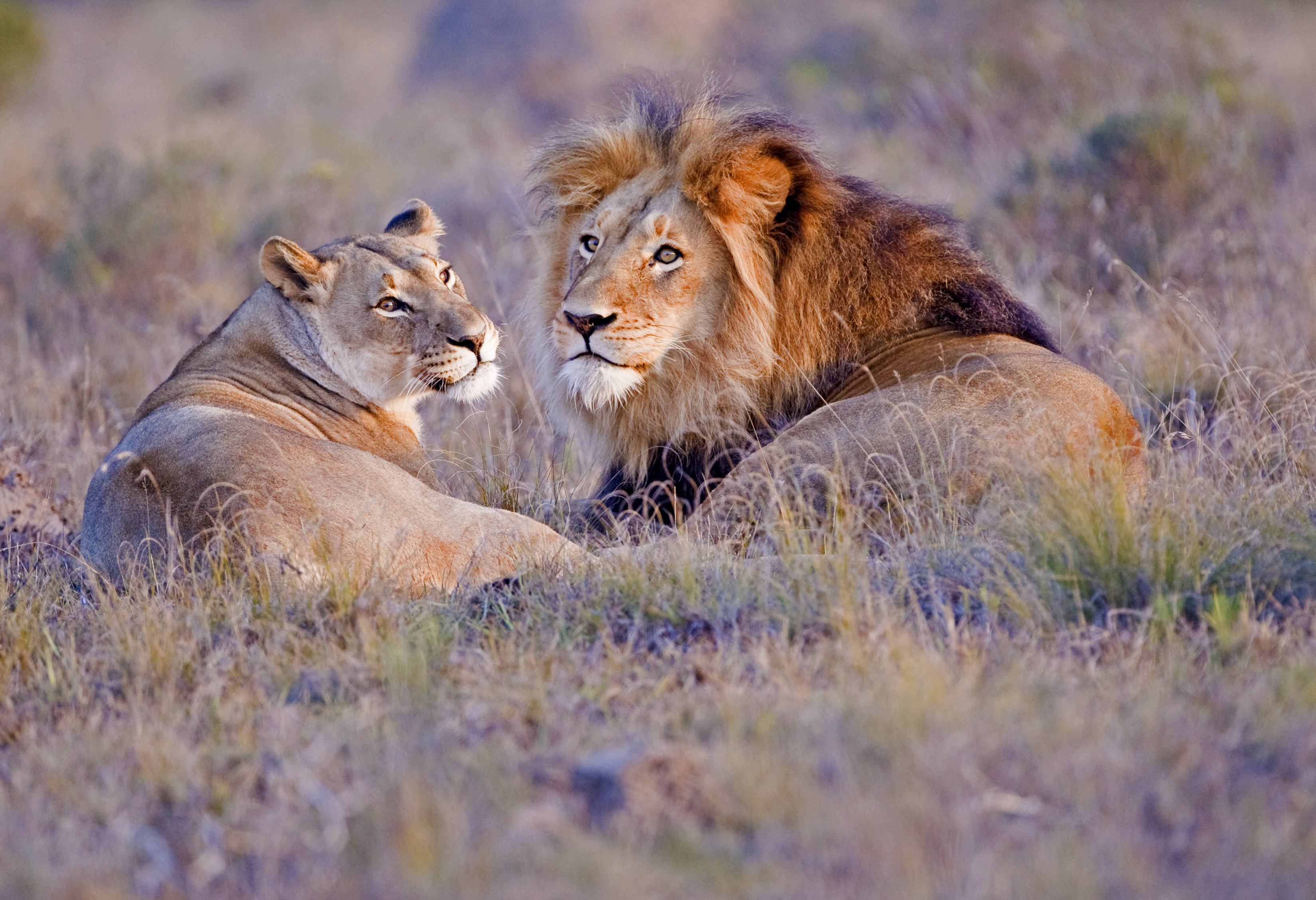 Leeuwen in het Kruger in Zuid-Afrika