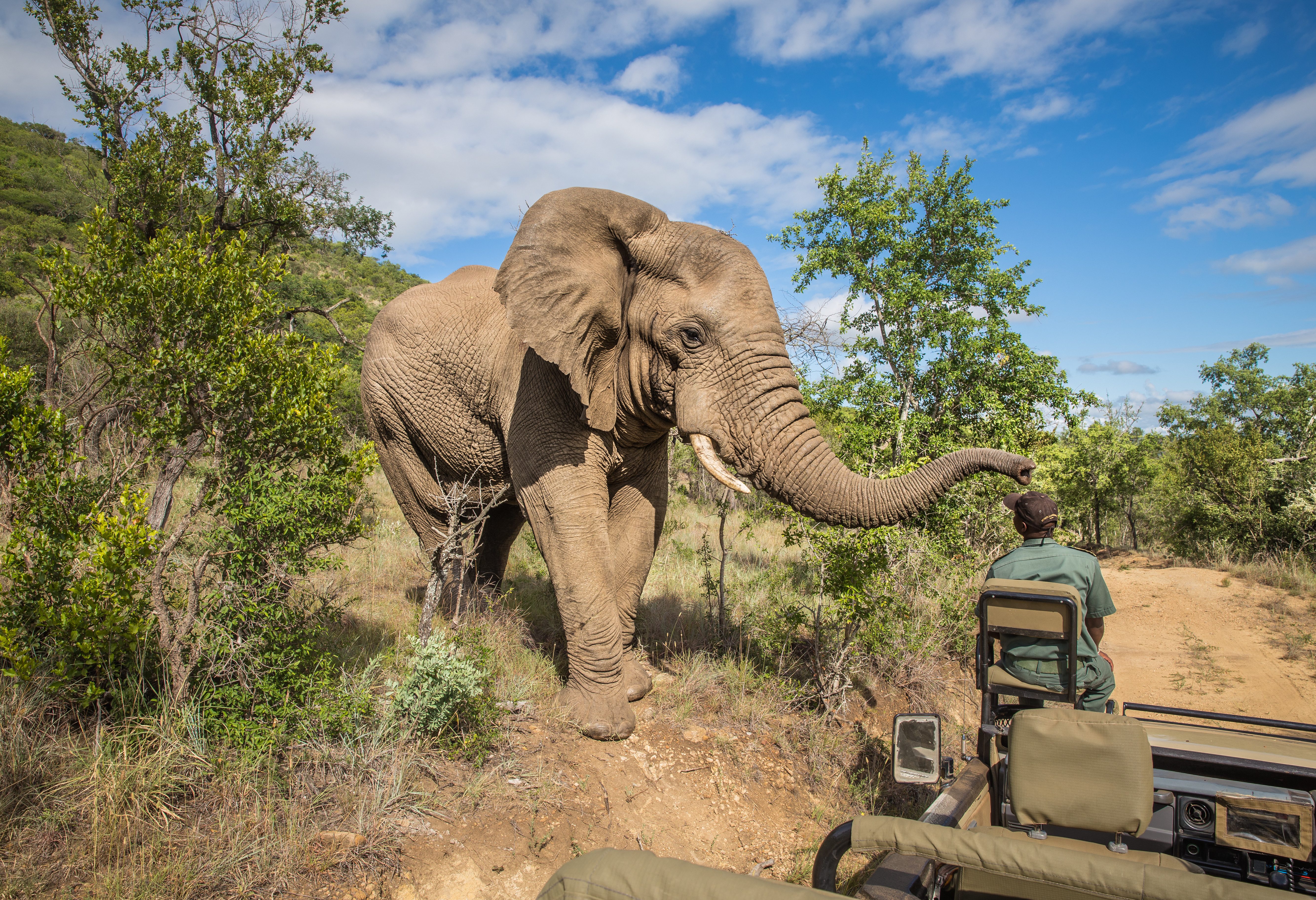 Olifant tijdens Game Drive in Zuid-Afrika