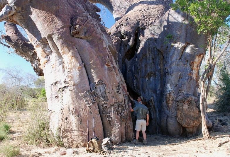 Baobab boom in Limpopo in Zuid-Afrika