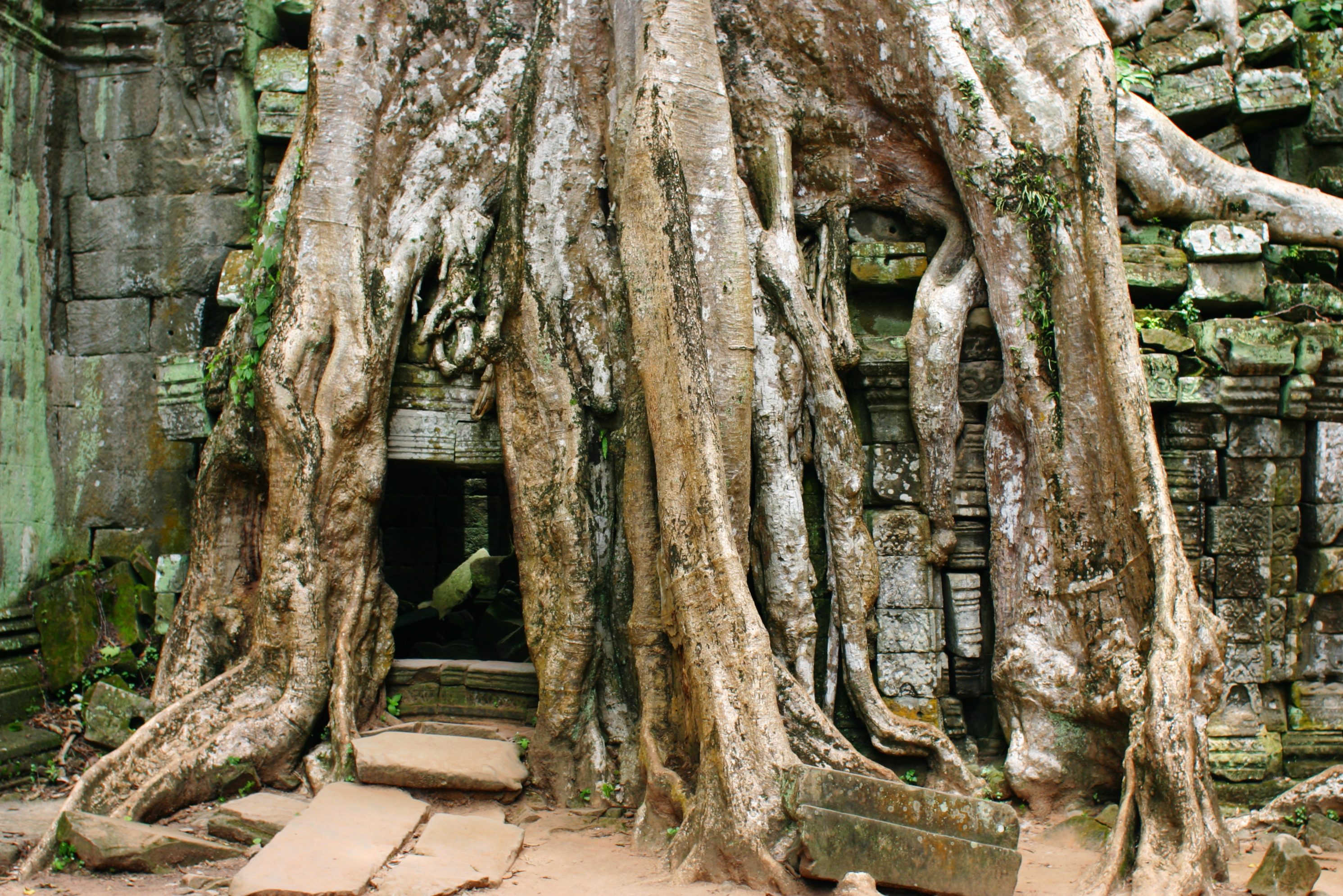 Ta Prohm tempel in het Angkor tempelcomplex in Cambodja