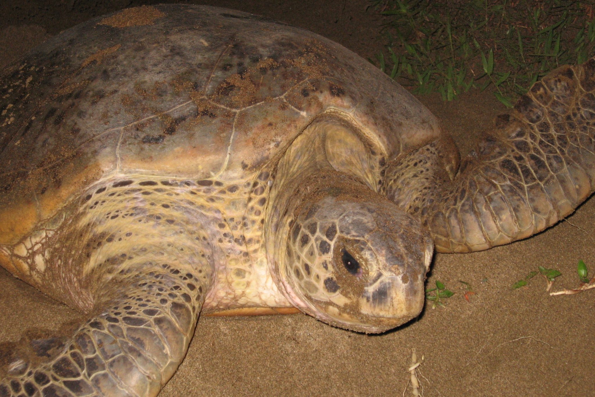 Sukamade schildpad op het strand van Java