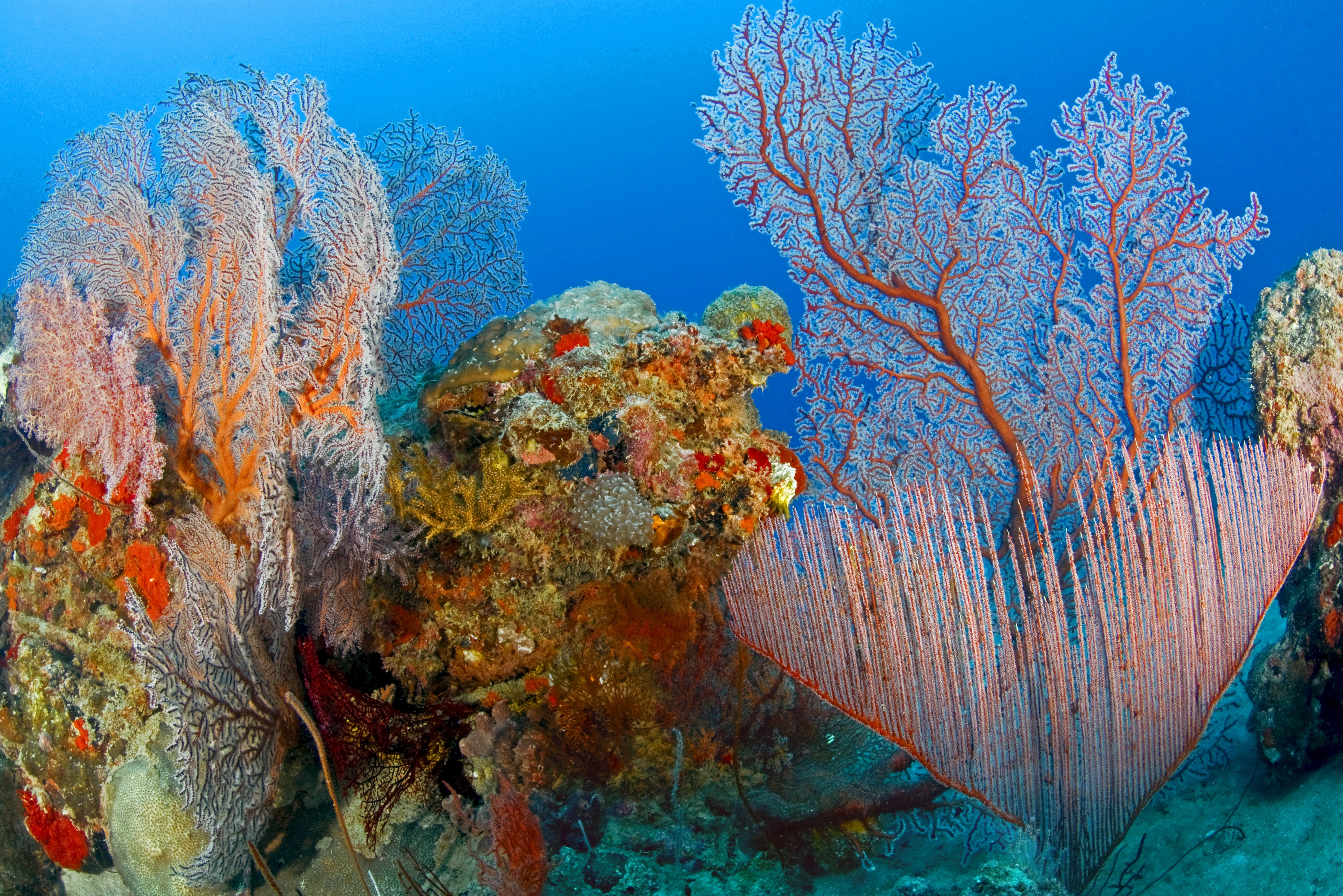 Koraal Karimunjawa Eilanden Java