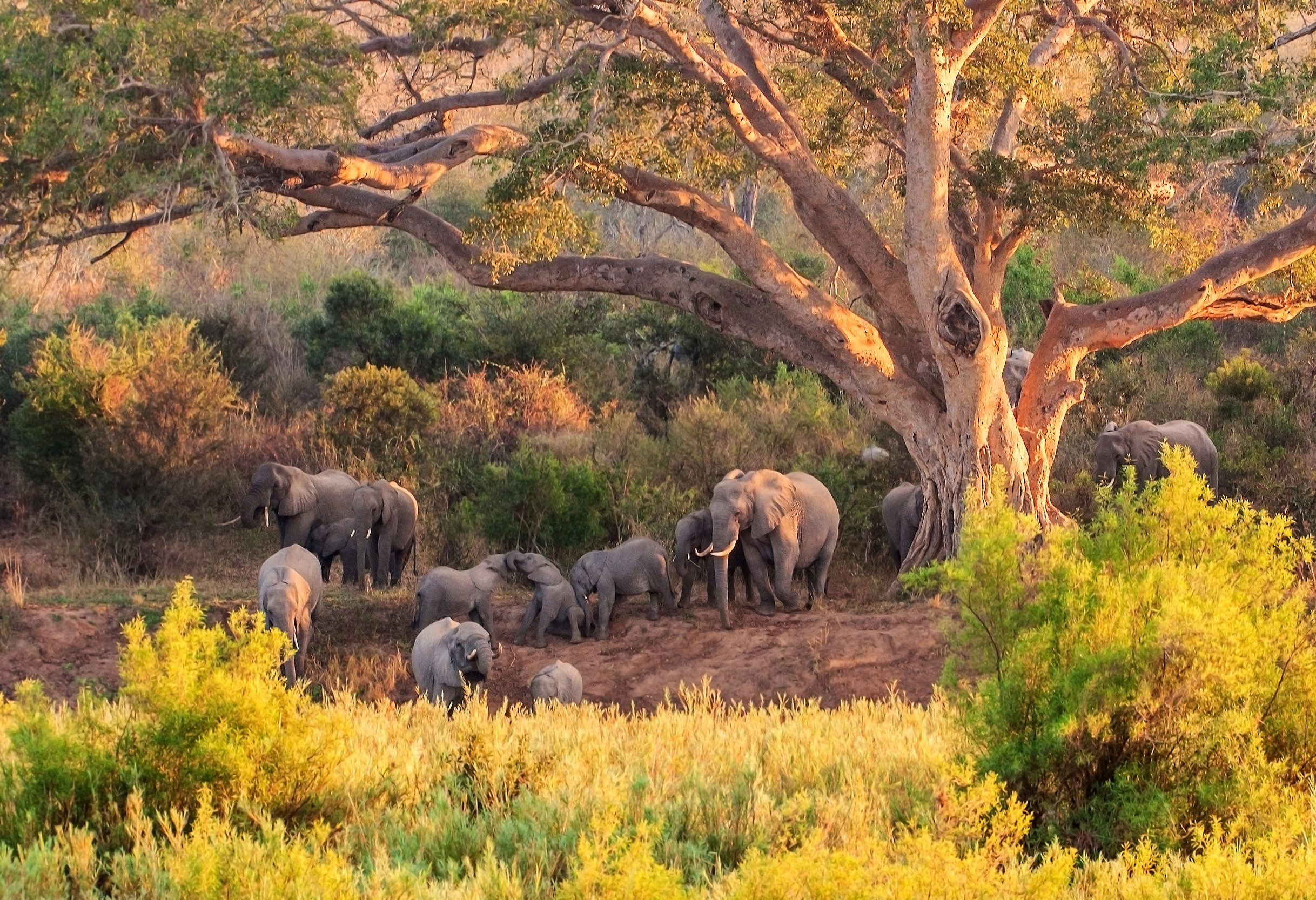 Olifanten in de bush in Zuid-Afrika