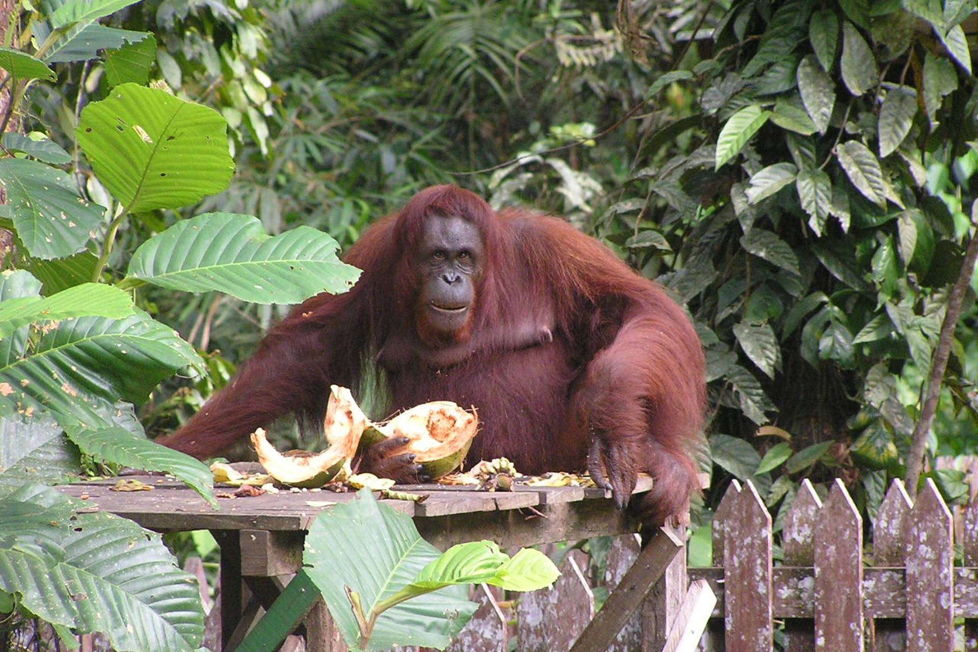 Semenggoh orang-oetan reservaat vlakbij Kuching