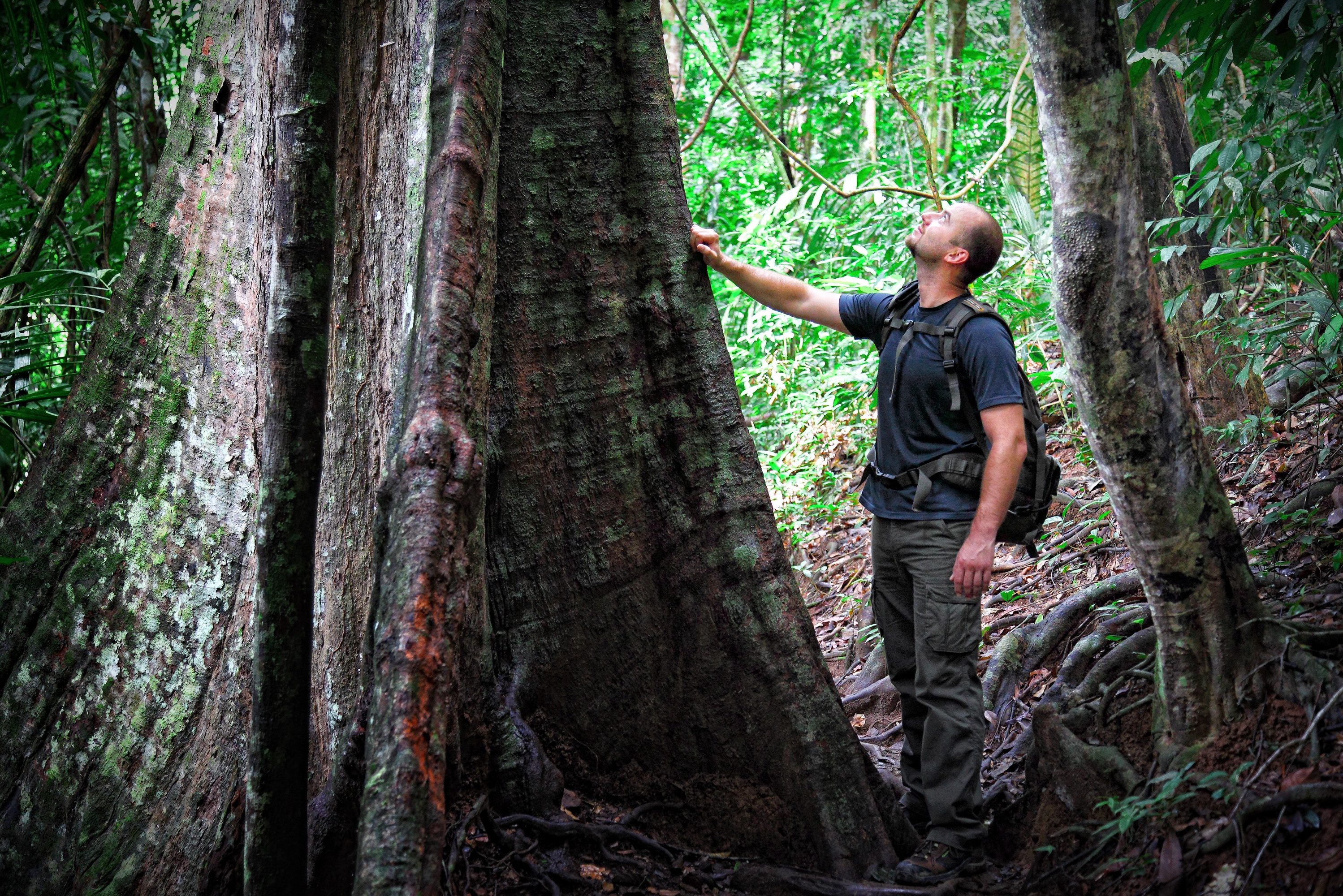 Wandelen in de jungle van Taman Negara Maleisië
