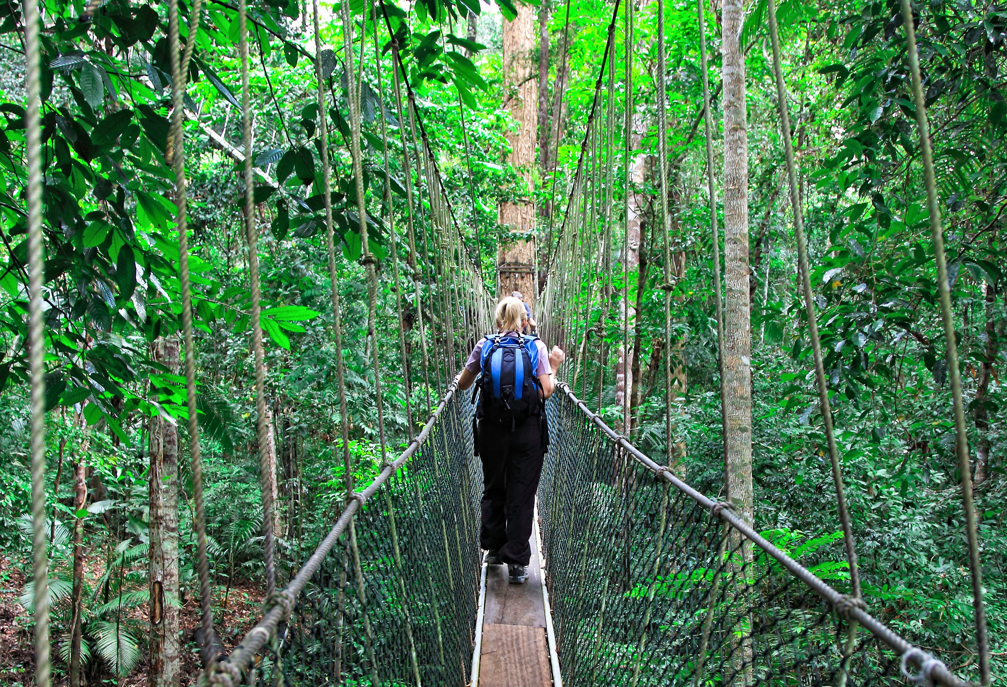 Canopy walk Taman Negara Maleisië