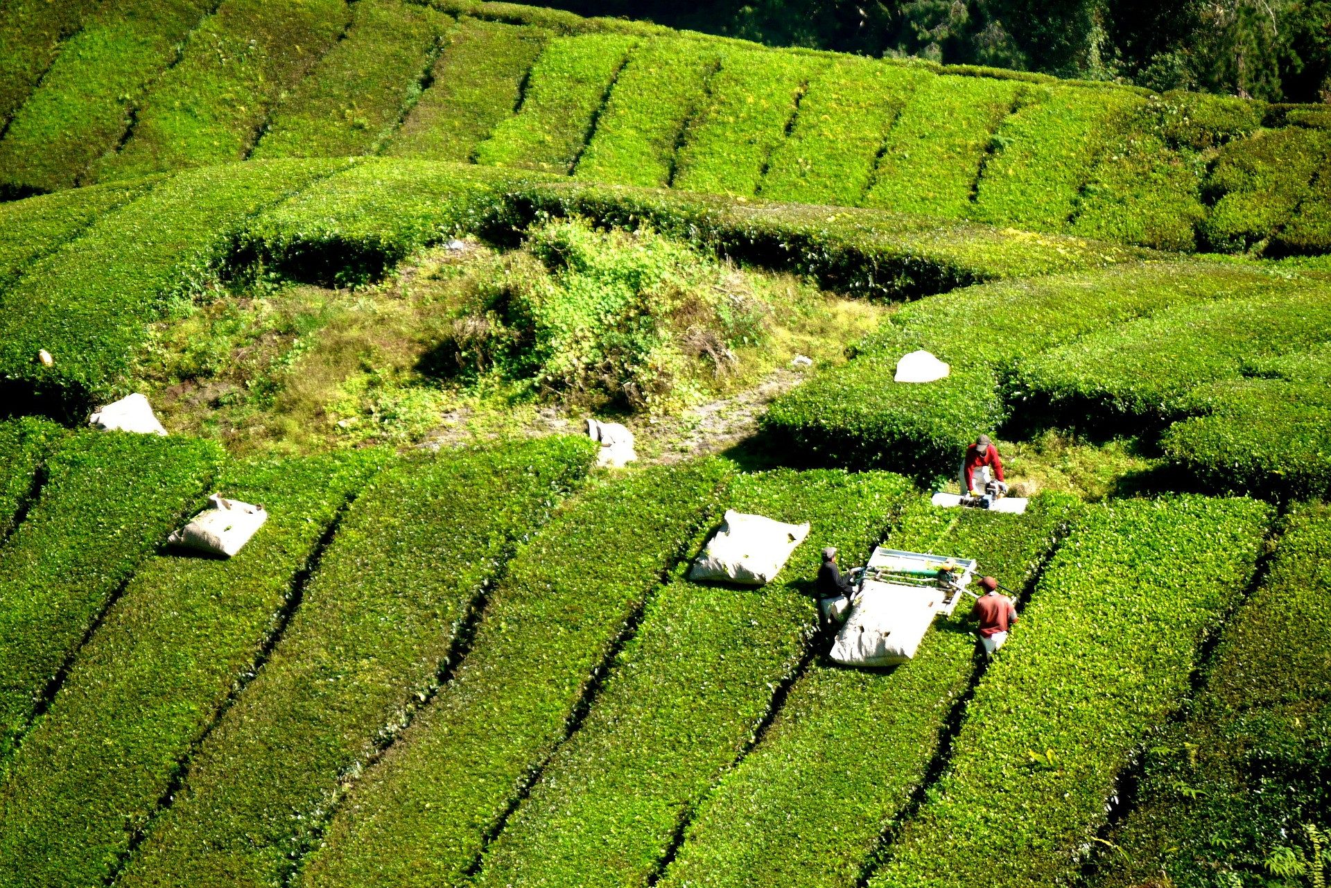 Theeplantages Cameron Highlands Maleisië