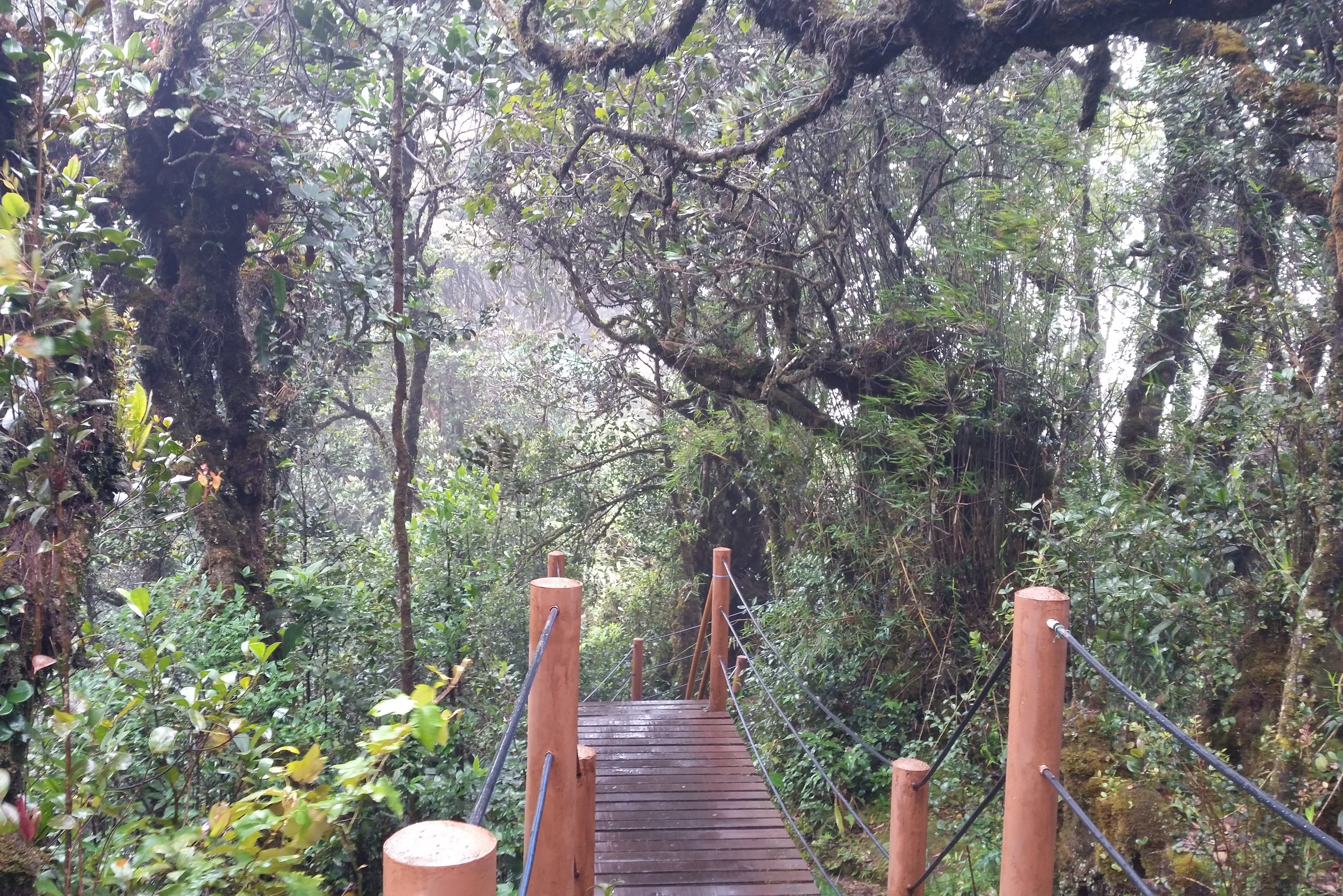 Mossy Forest Cameron Highlands Maleisië