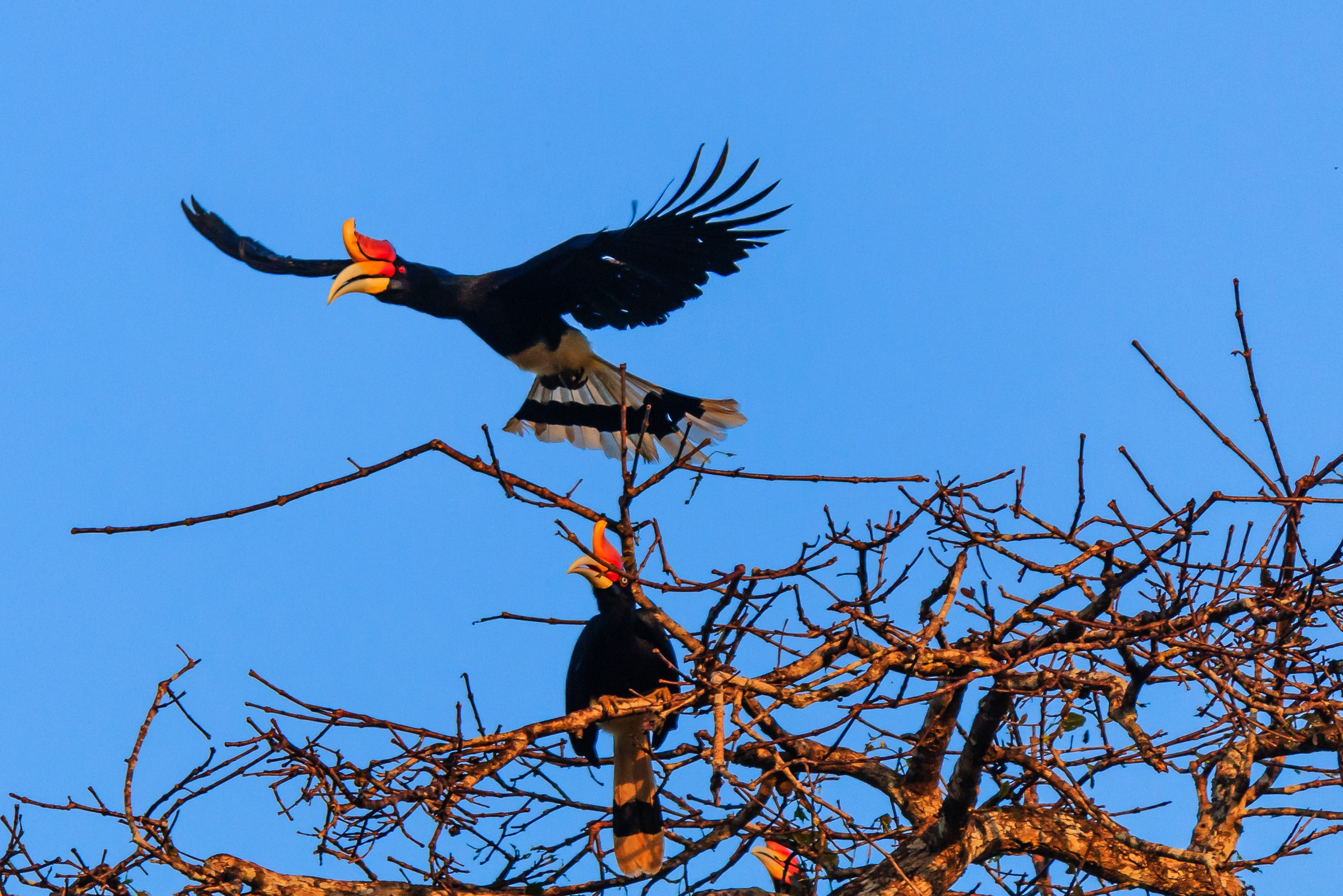 Neushoornvogels Sabah Borneo