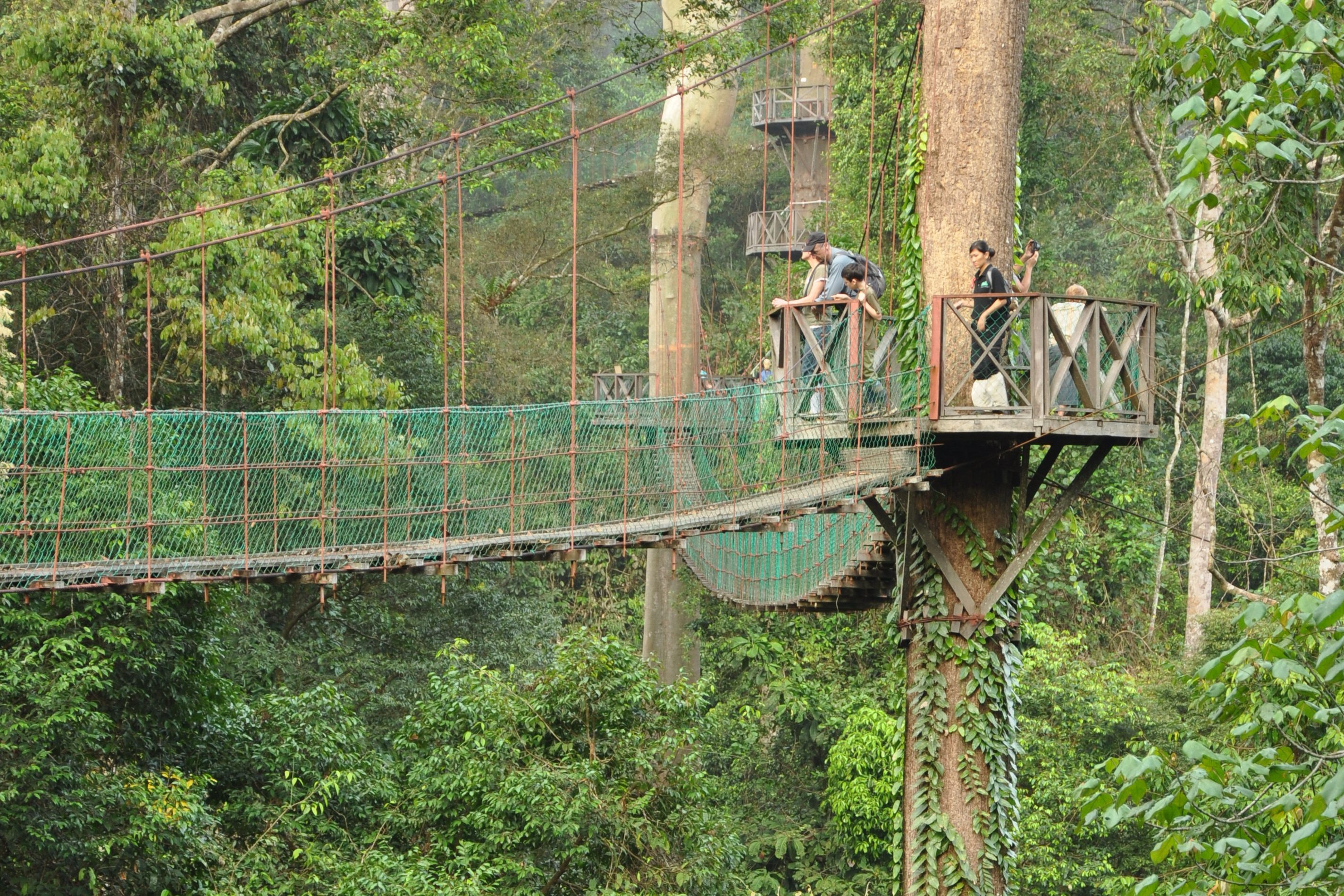 Canopy Walk Danum Valley jungle in Sabah Borneo
