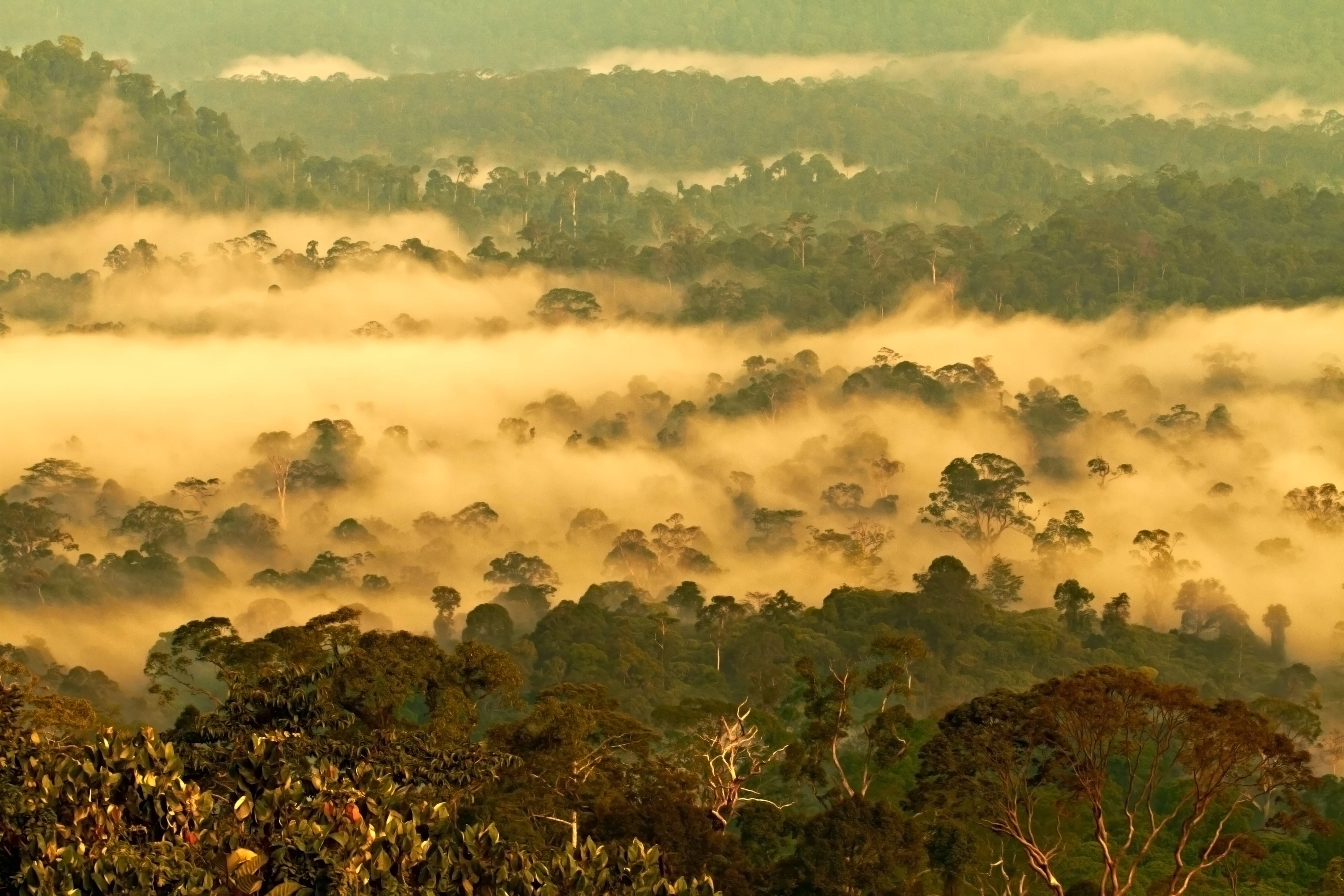 Danum Valley jungle in Sabah Borneo