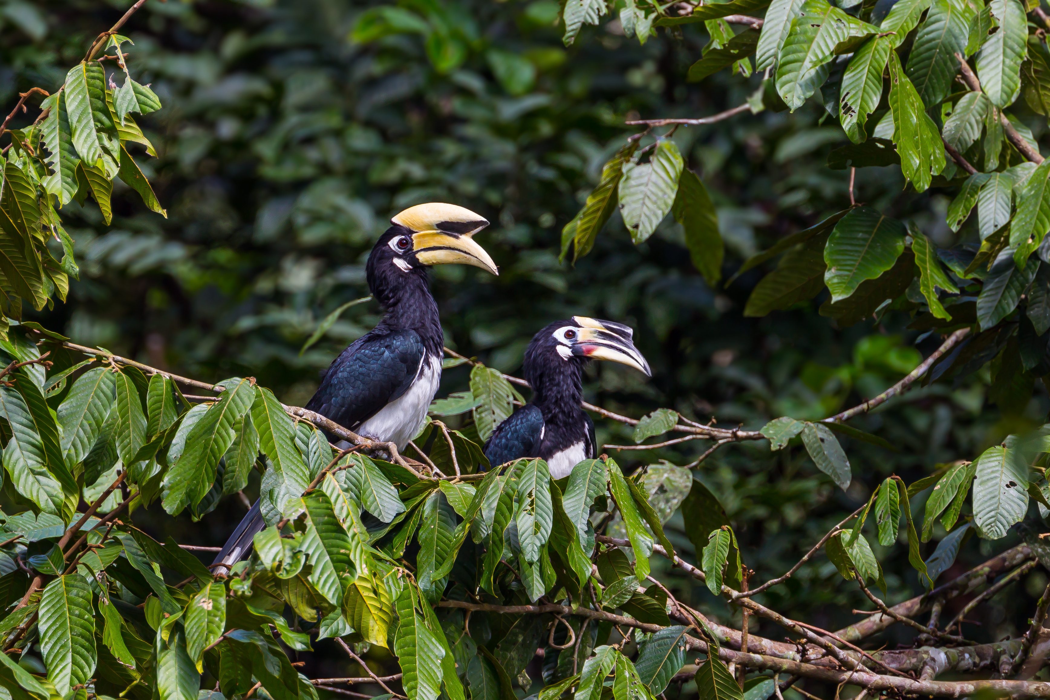 Pangkor Island strandvakantie neushoornvogels