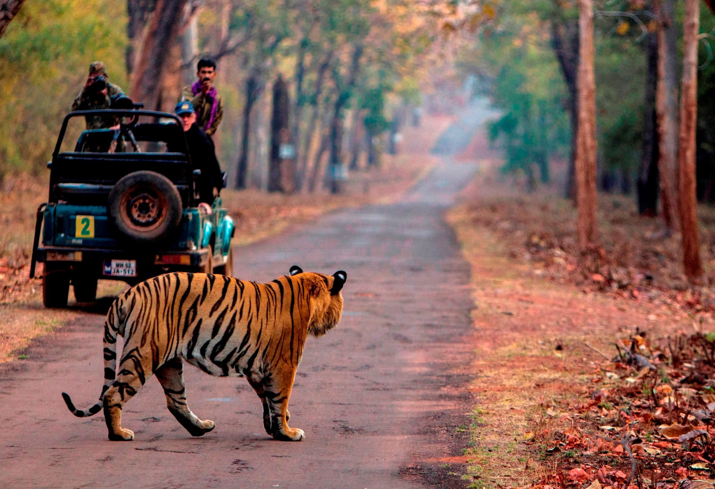 Tijger in Ranthambore National Park