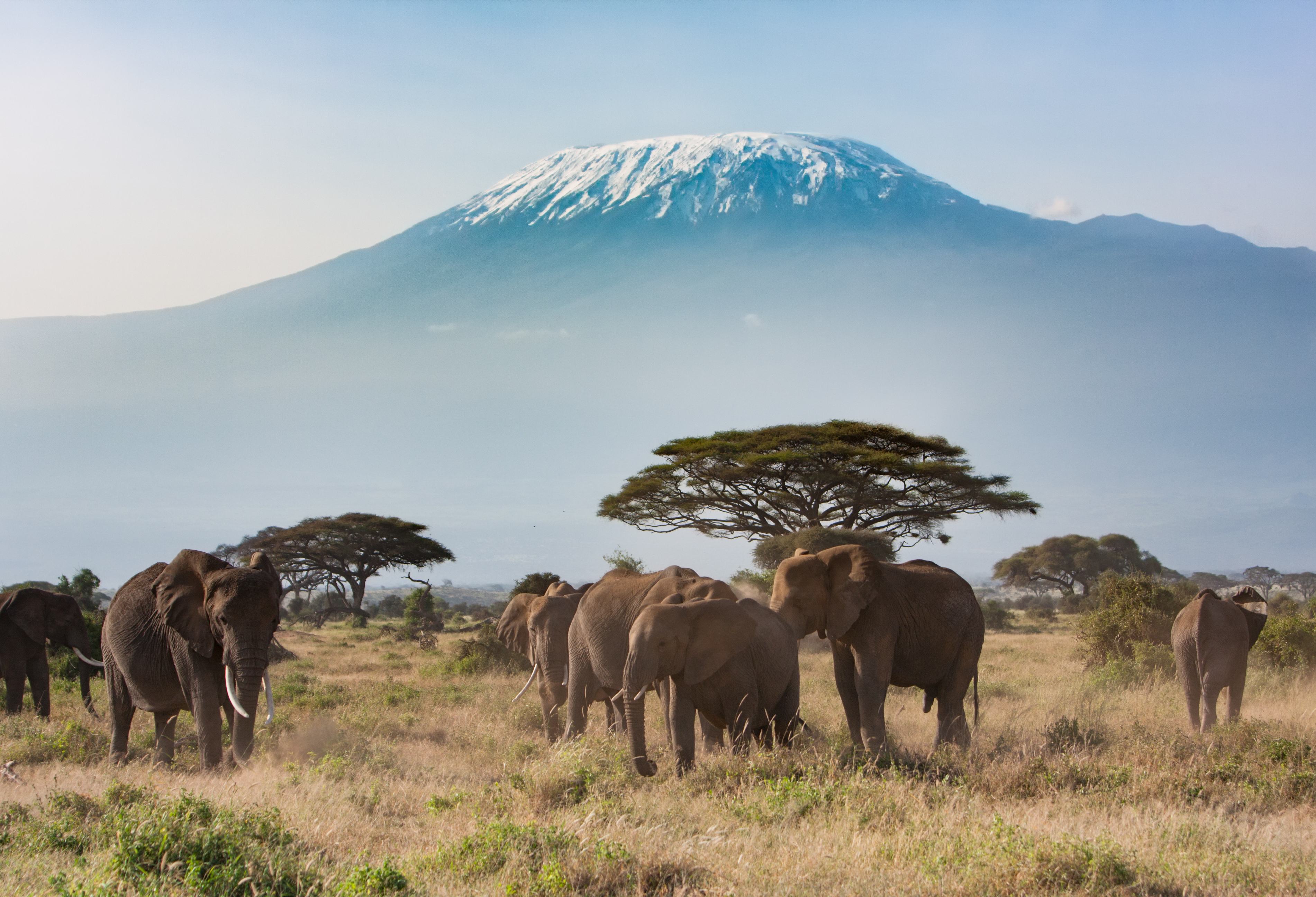 Olifanten met de Kilimanjaro als decor in het Amboseli National Park in Kenia