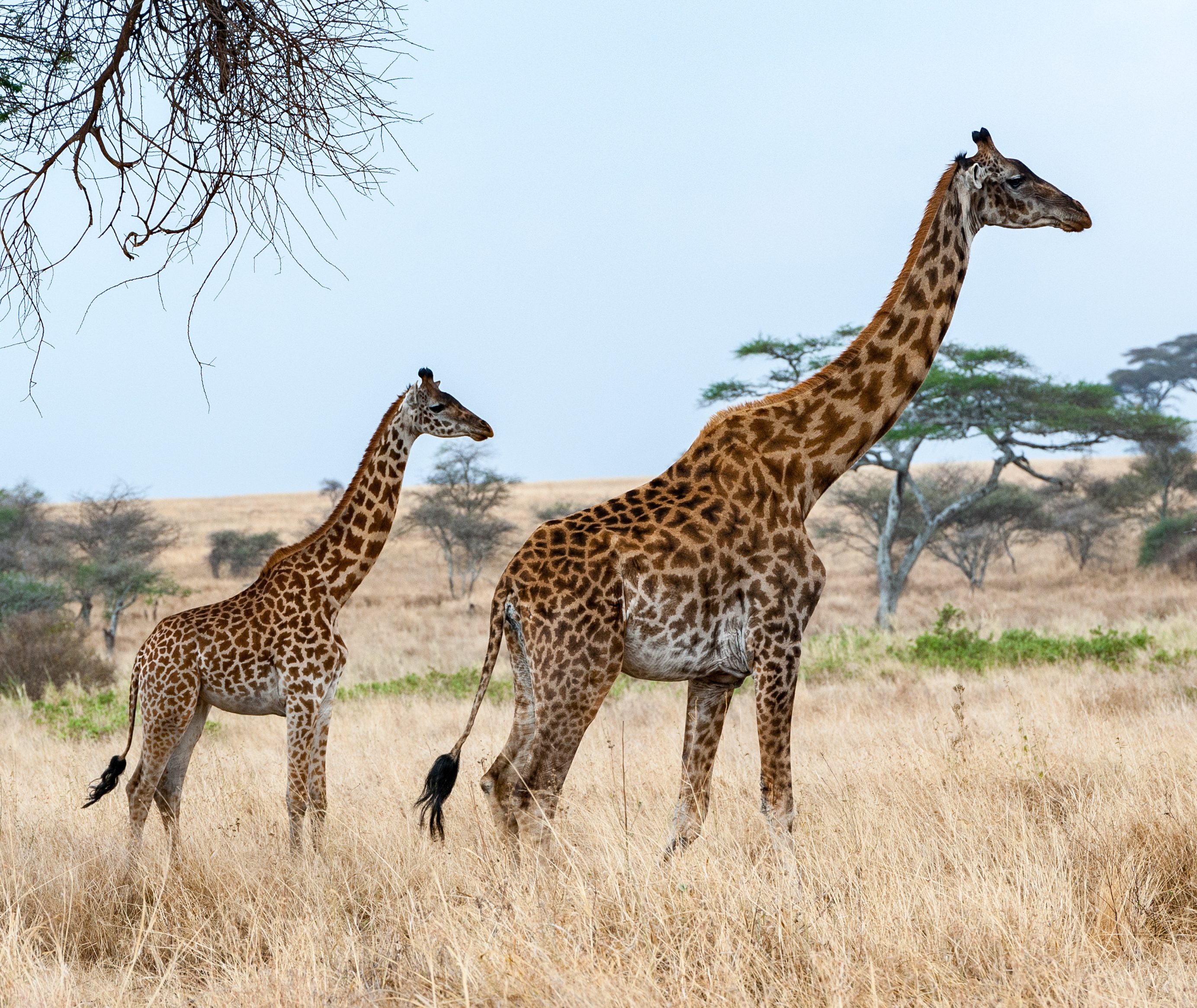 Serengeti National Park Tanzania