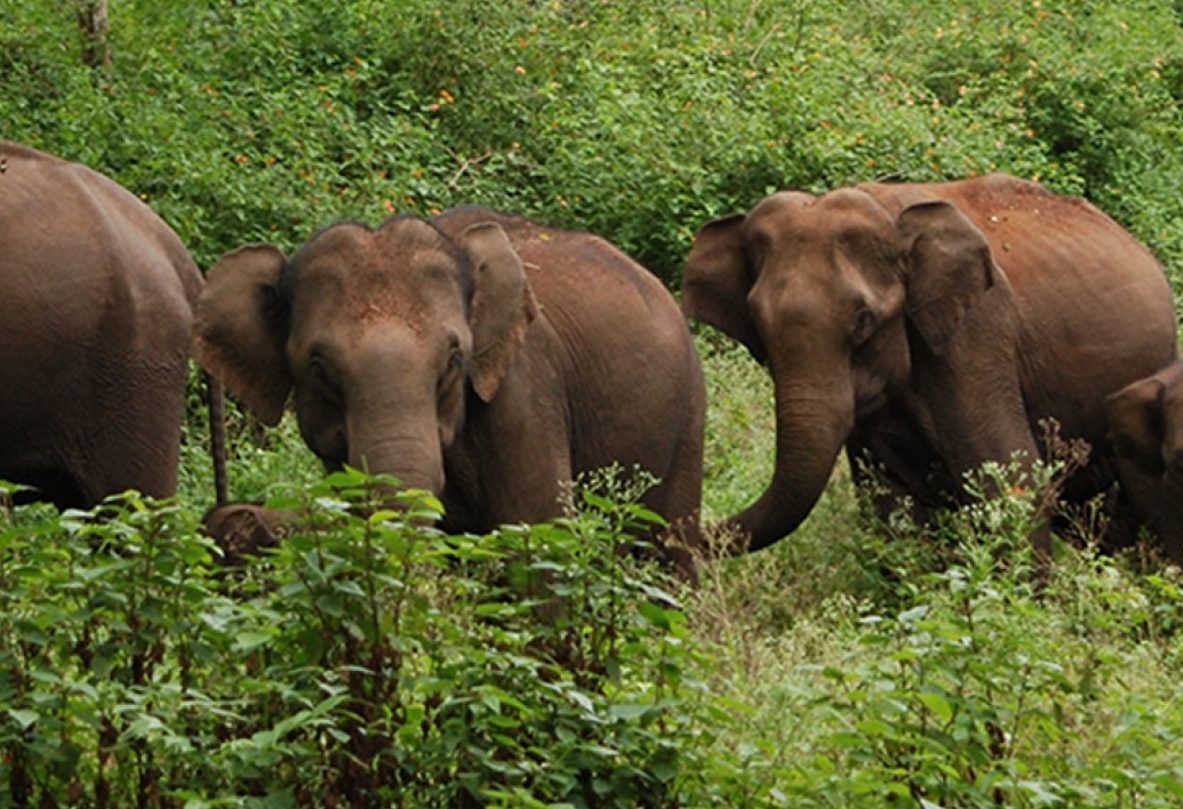 Olifanten in Periyar in Zuid-India