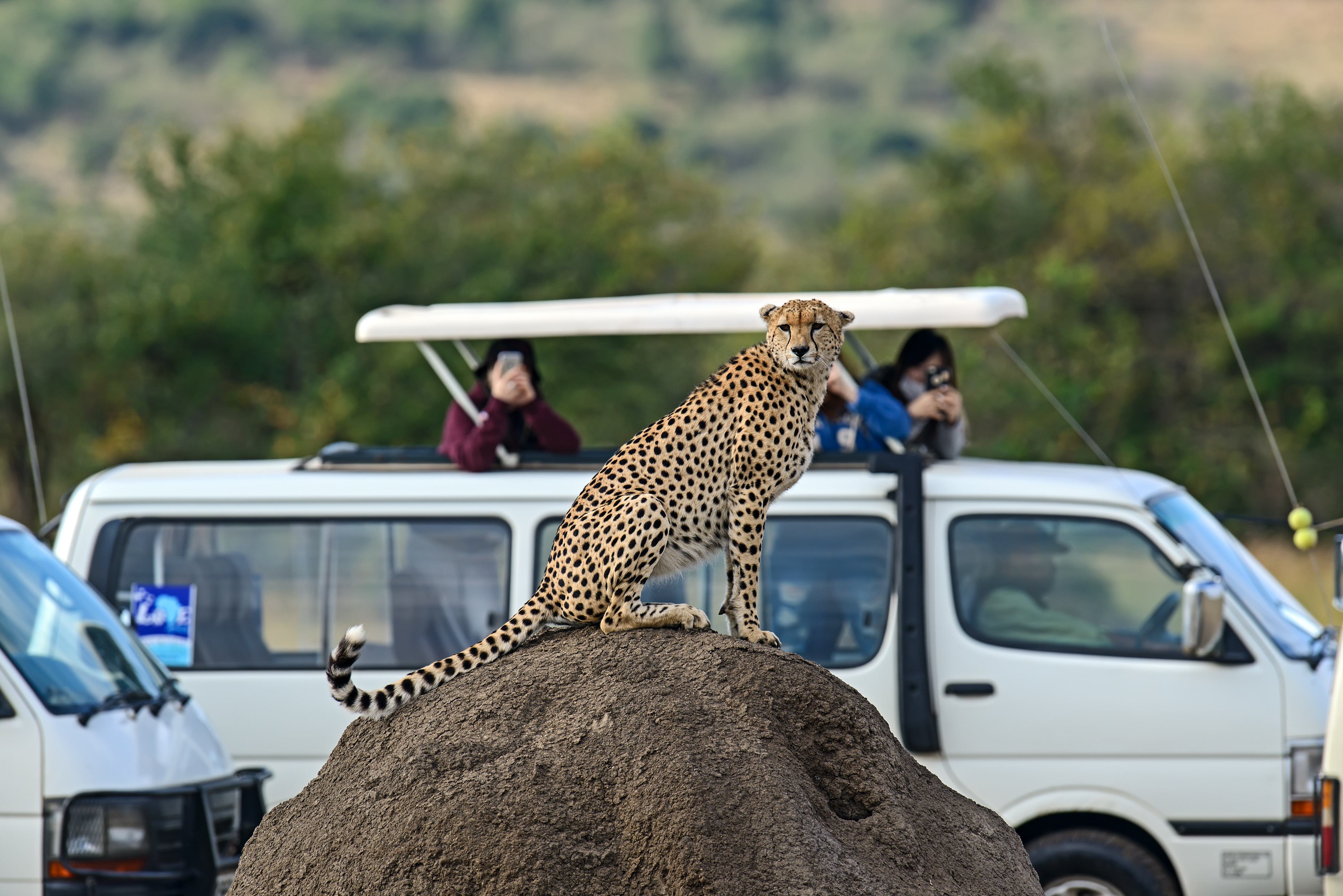 Jachtluipaard op rots in de Masai Mara in Kenia